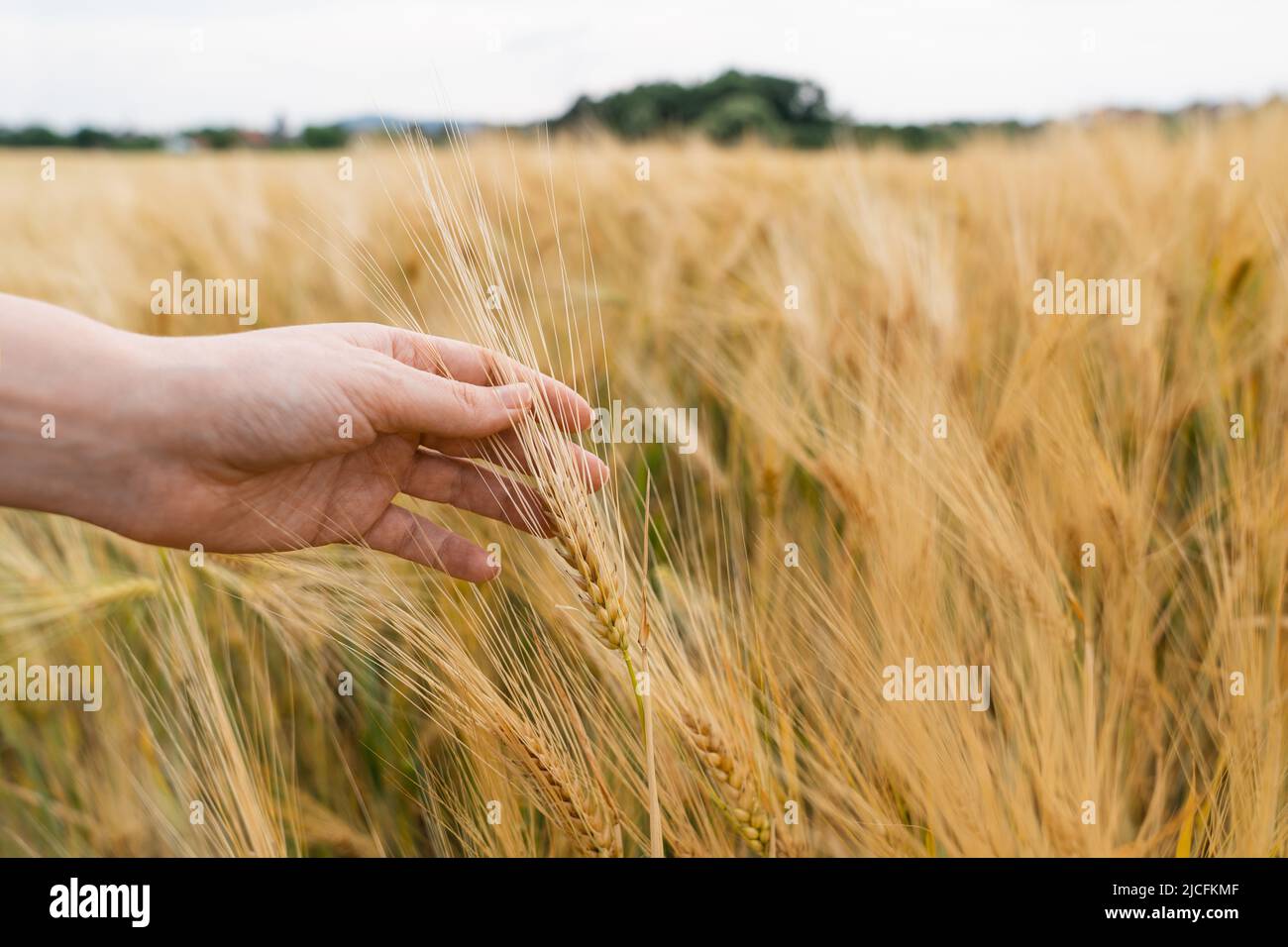 Femme agriculteur touchant des épillets d'avoine dans un champ agricole Banque D'Images