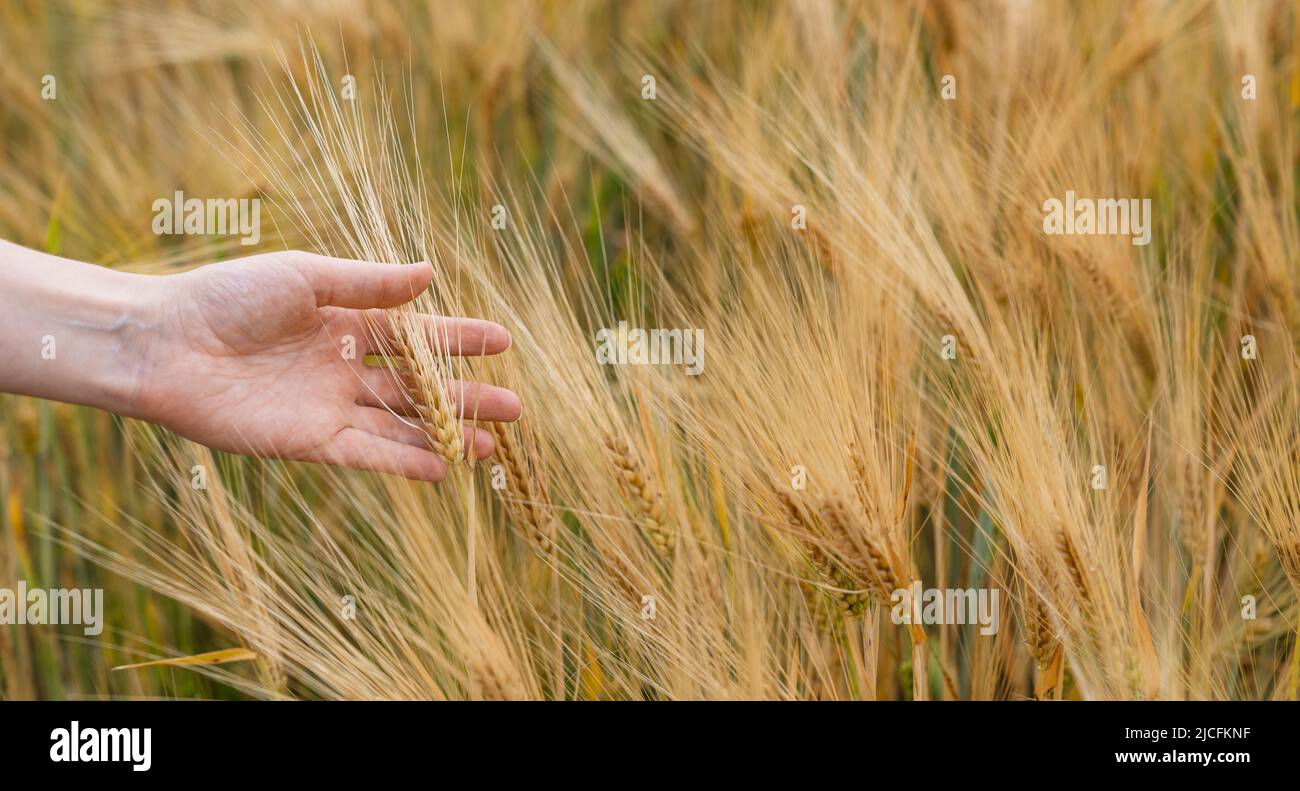 Femme agriculteur touchant des épillets d'avoine dans un champ agricole Banque D'Images