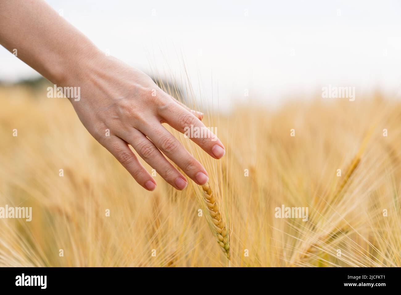 Femme agriculteur touchant des épillets d'avoine dans un champ agricole Banque D'Images