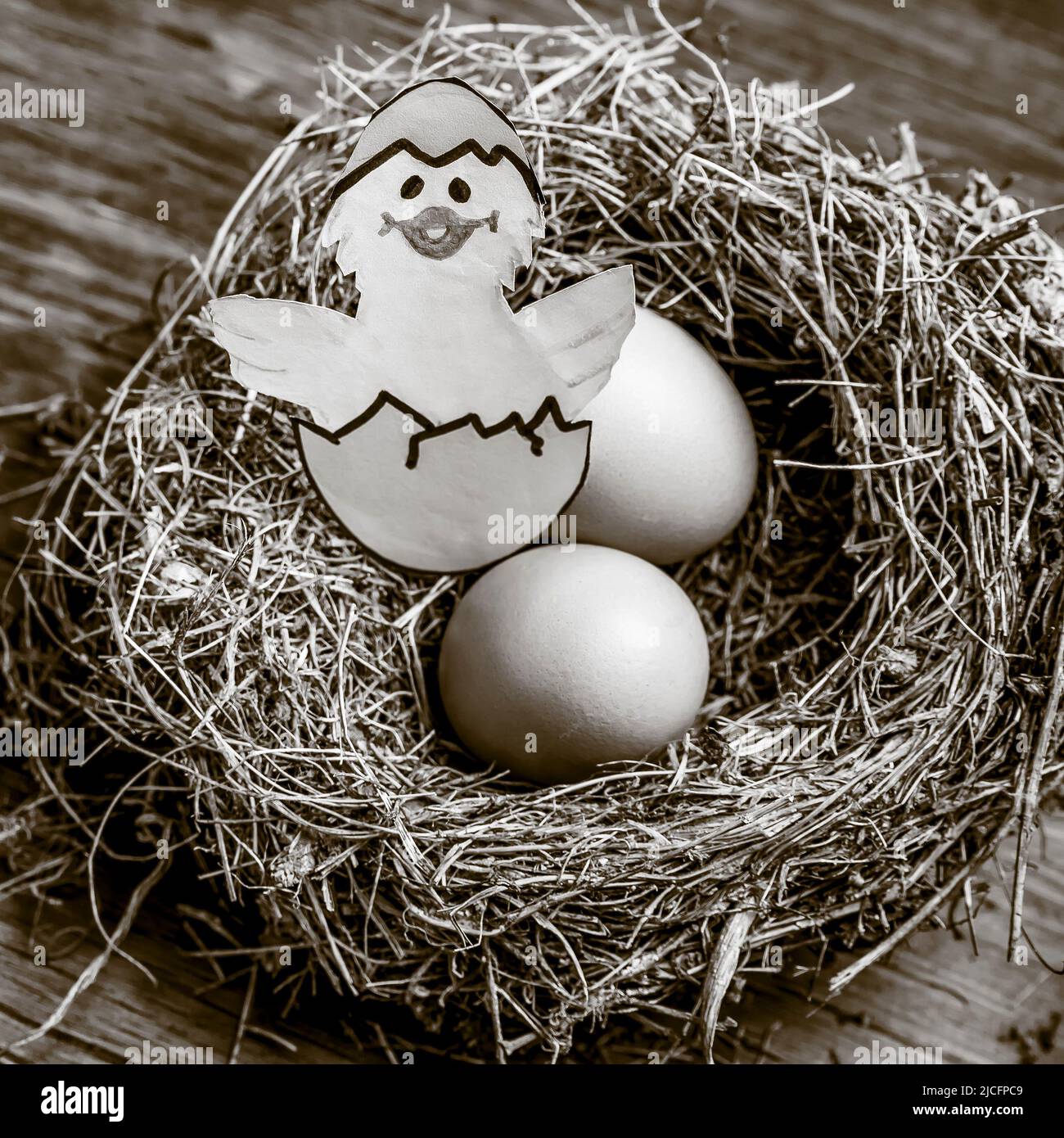 Oeufs dans un nid avec un dessin d'un poussin sortant de l'oeuf, en noir et blanc Banque D'Images
