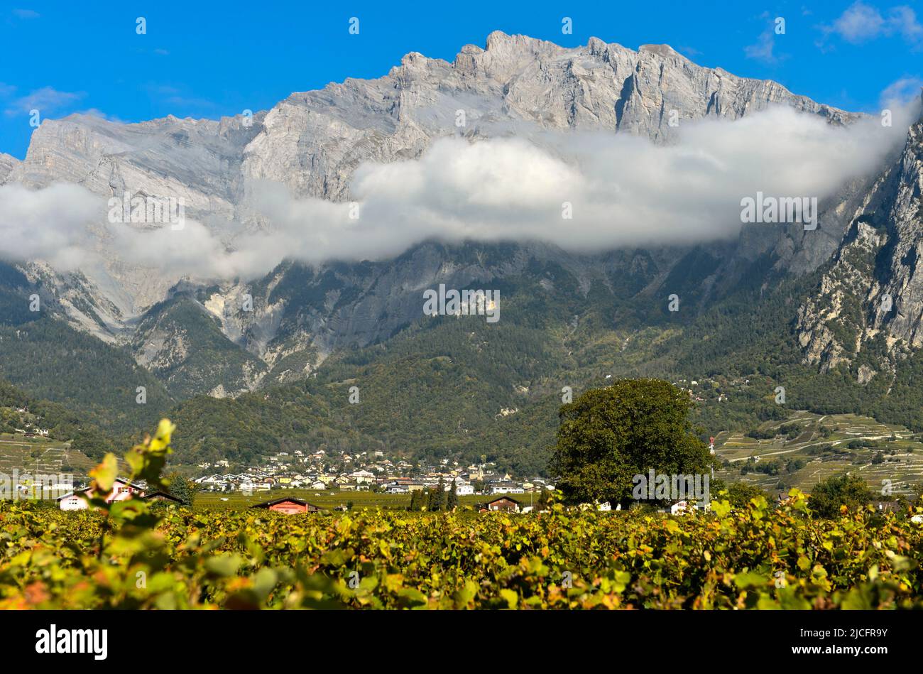 Vignoble de Chamoson en face des parois rocheuses du sommet du Haut de Cry, Chamoson, Valais, Suisse Banque D'Images