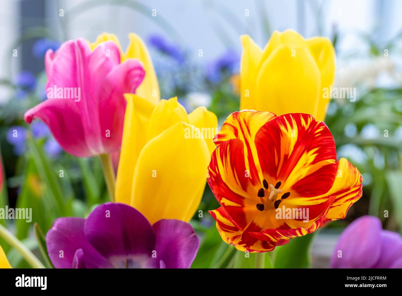 Bouquet de tulipes colorées. Banque D'Images