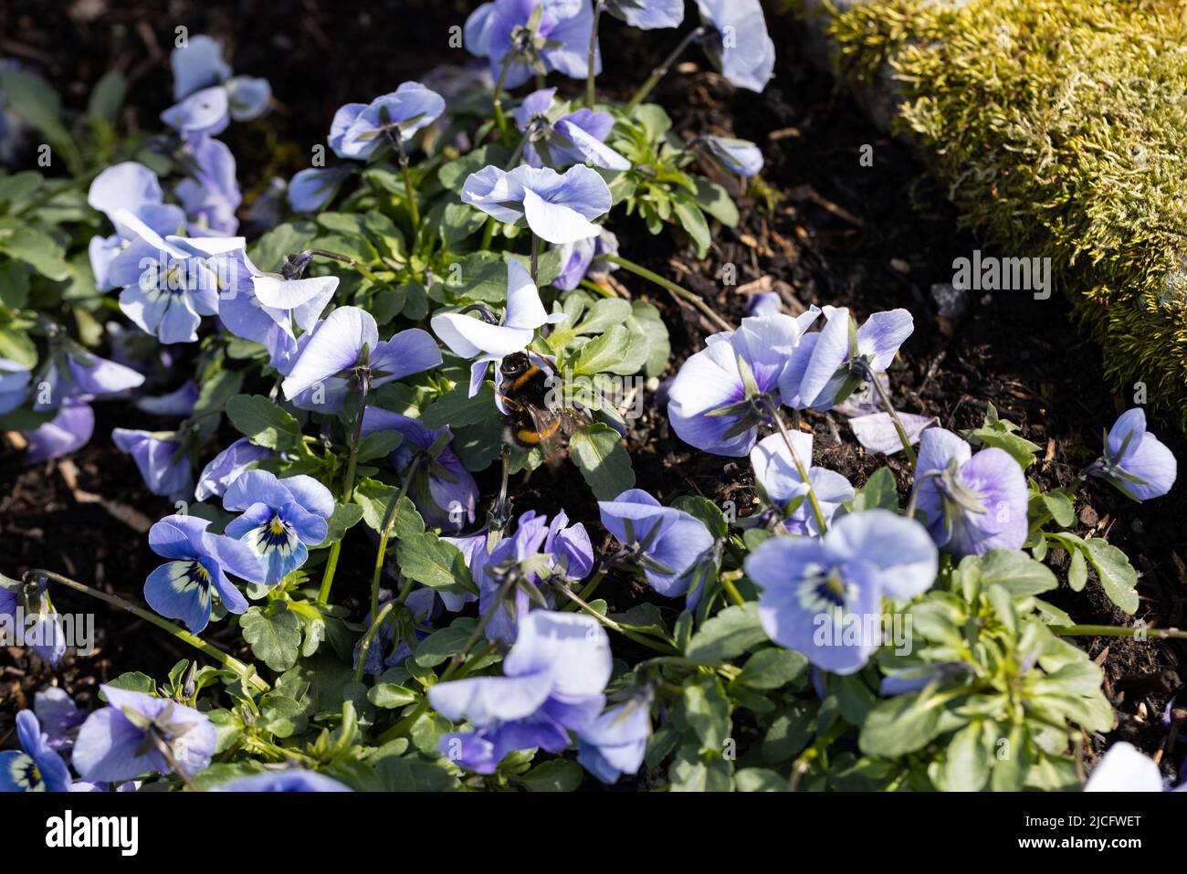 Les bourdons se nourrissent dans le jardin Banque D'Images