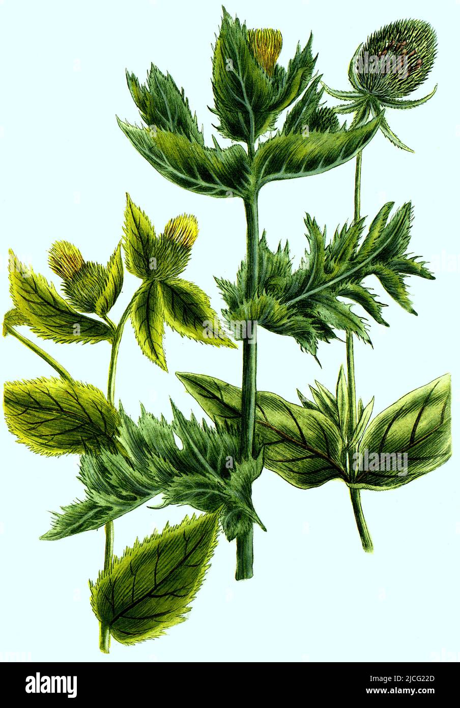 Dipsacus pratensis Wiesendistel und Wilde Karde, Dipsacus fullonum Dipsacus sylvestris / Dipsacus pratensis Meadow Thistle and Wild card, Dipsacus fullonum Dipsacus sylvestris, Digital retuschierte Illustration aus Phytanthiconographica von Johann Wilhelm Weinmann, Maloutter Baromann Jakob und Johann Johann Johann Johann Johann Johann Johann Johann Johann Sider Howirch 1740 / Illustration retouchée numériquement de Phytanthoza iconographica par Johann Wilhelm Weinmann, peintre Bartholomäus Seutter et graveurs Johann Jakob Haid et Johann Elias Ridinger, 1740 Banque D'Images