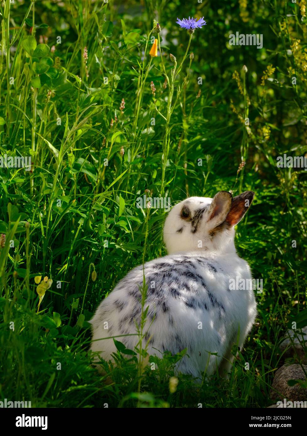 Lapin domestique explorant dans le jardin Banque D'Images