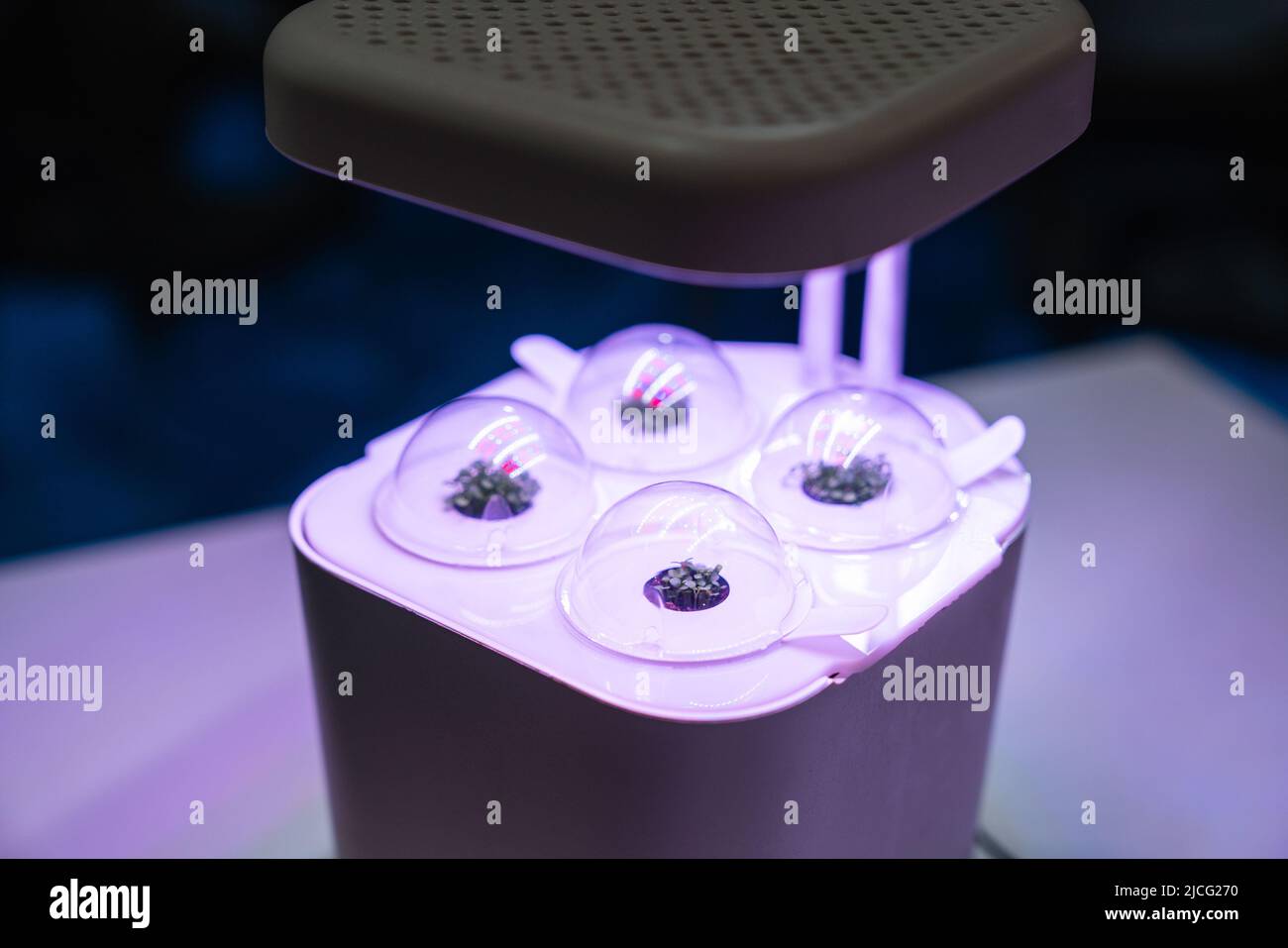 Appareil pour la culture de micro-verts à l'aide de lampes à LED et d'aquaponics Banque D'Images