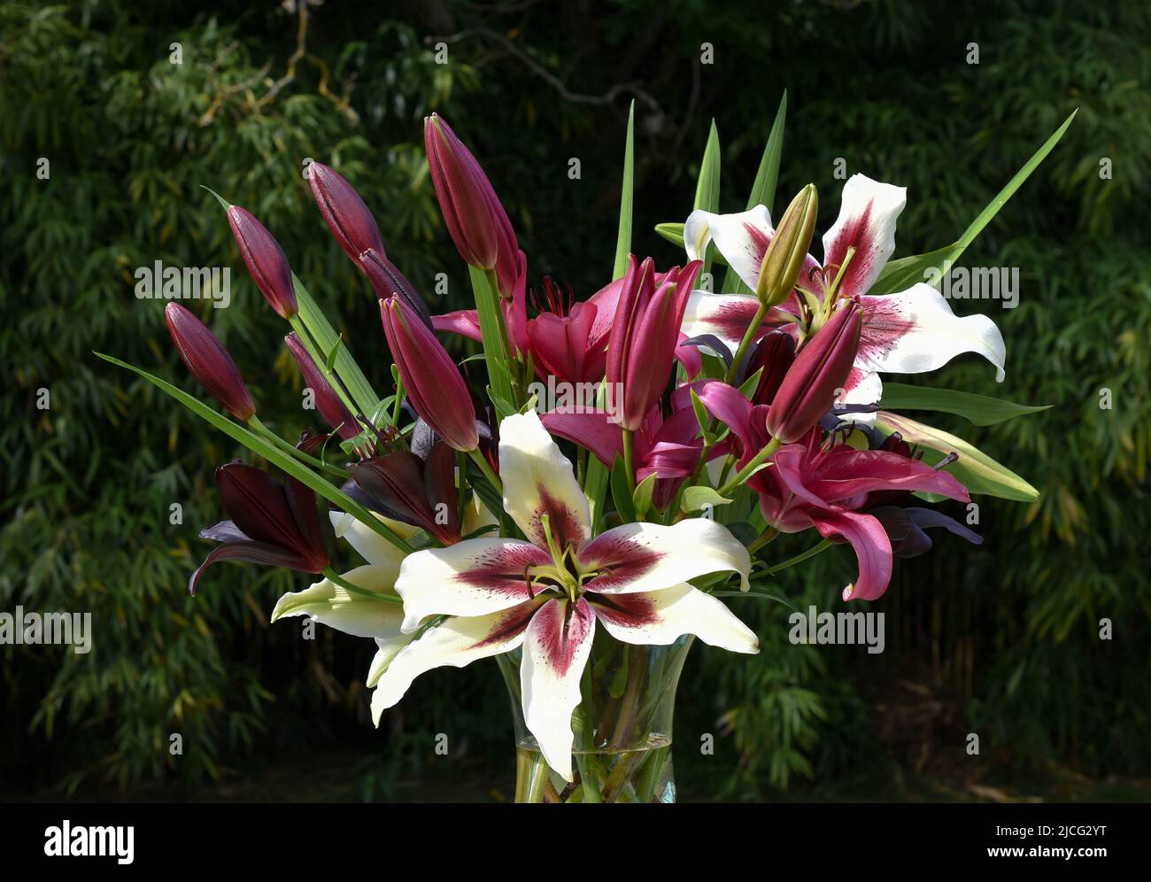 Bouquet de lys Zéba, novembre Rain et Nightrider (jardin du ruisseau de l'église 2022) Banque D'Images