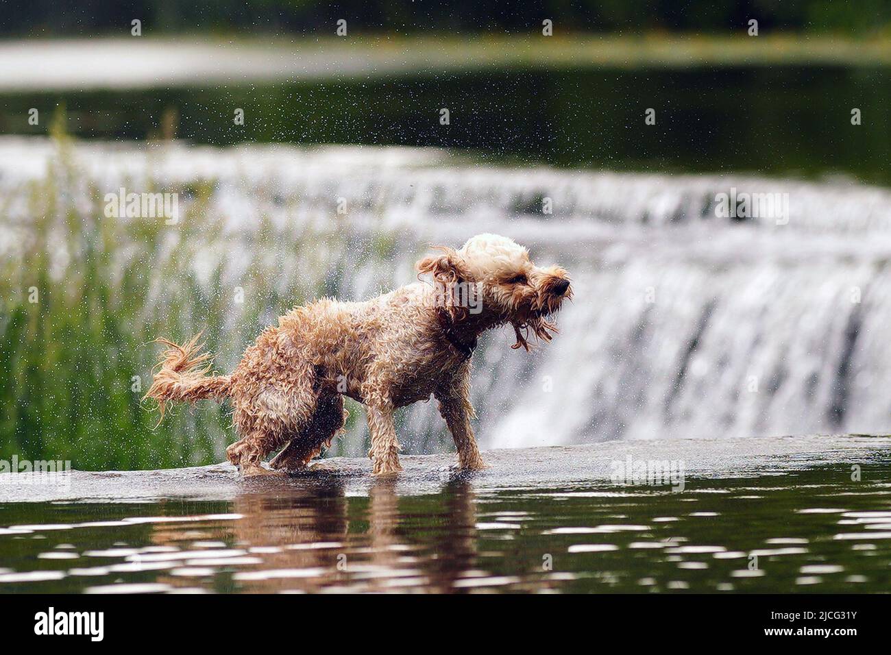 Un chien à Warleigh Weir sur le canal Kennett et Avon près de Bath. Date de la photo: Lundi 13 juin 2022. Banque D'Images