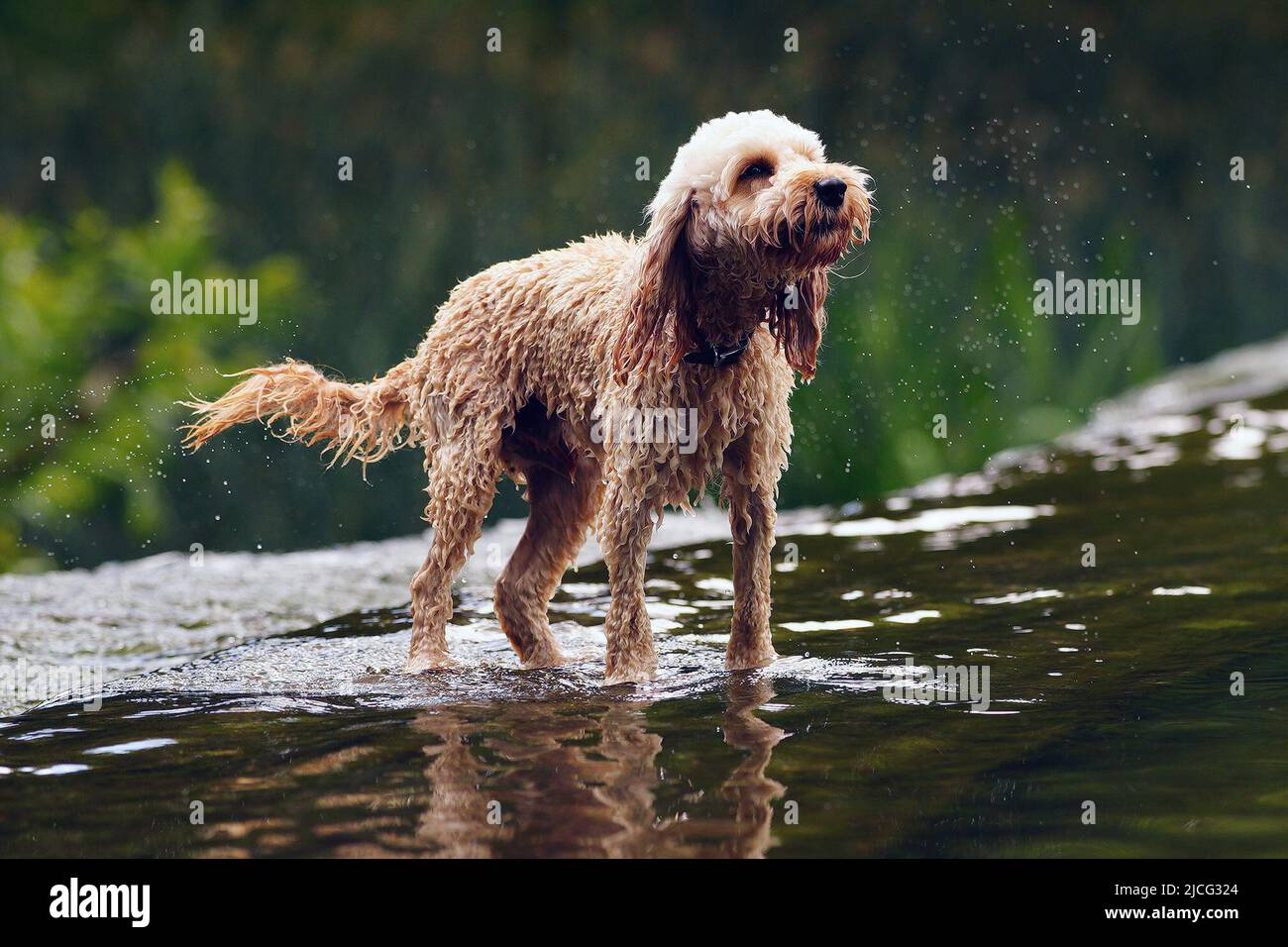 Un chien à Warleigh Weir sur le canal Kennett et Avon près de Bath. Date de la photo: Lundi 13 juin 2022. Banque D'Images