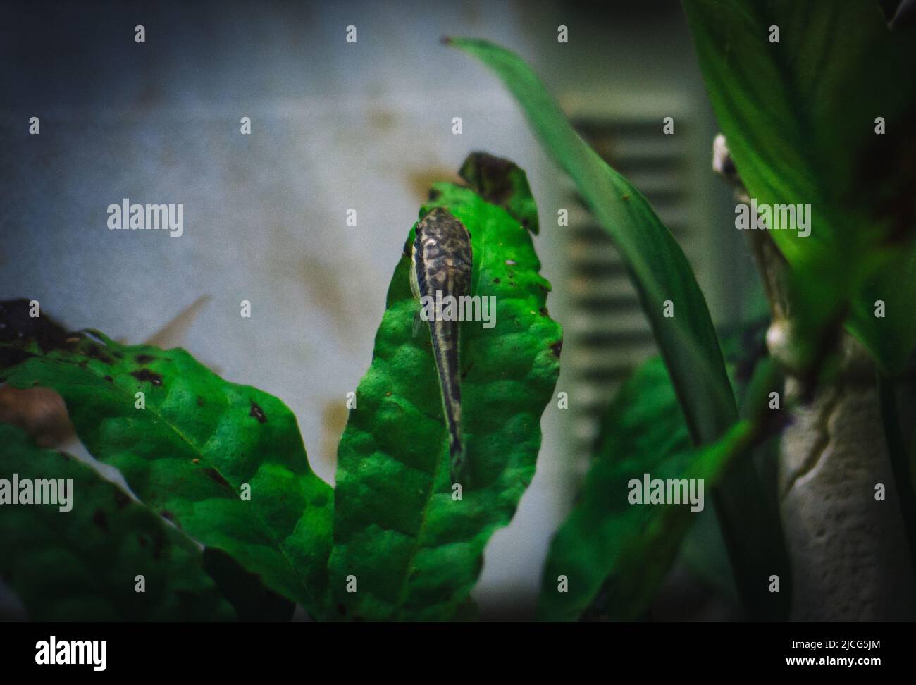 petits otocoinclues dans mon aquarium Banque D'Images