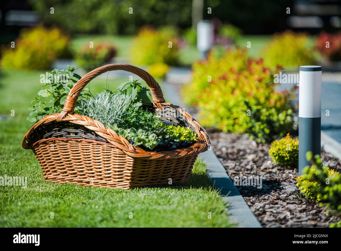 Conception et aménagement paysager du jardin avec des décorations de jardin. Plusieurs plantes vertes disposées ensemble dans un panier en osier. Banque D'Images