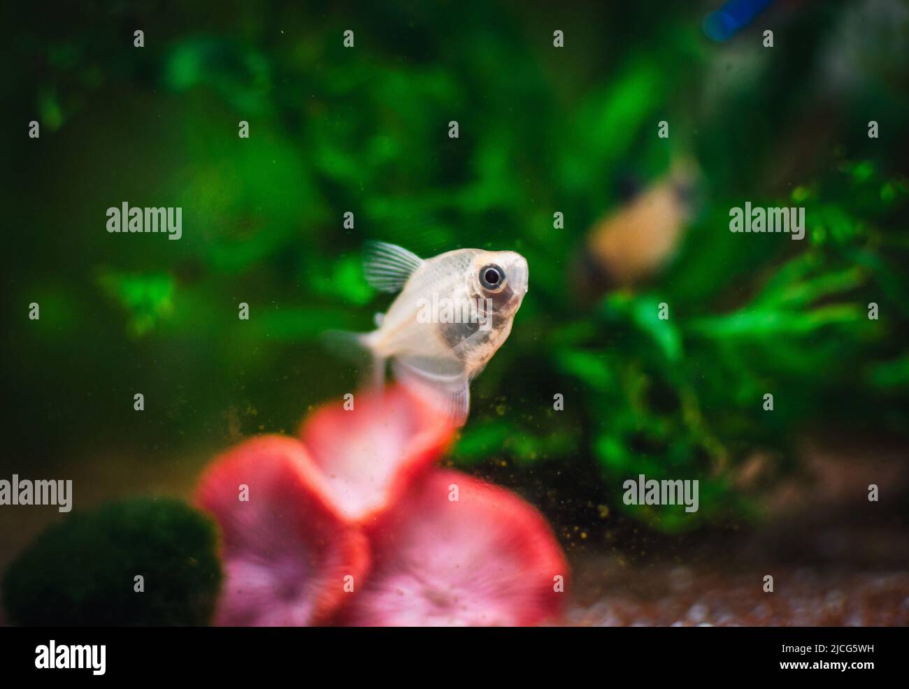 Gymnocorymbus ternetzi dans un aquarium tropical Banque D'Images