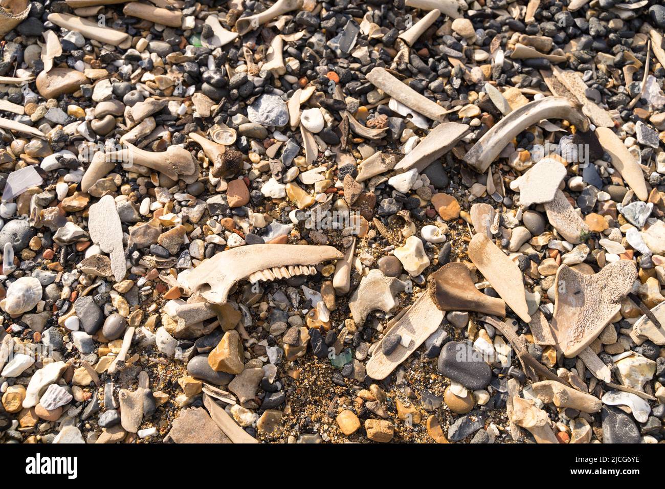 Le rivage est recouvert de grandes quantités d'os mélangés et brisés délavés par la vague de marée à River Thames, Londres Angleterre Royaume-Uni Banque D'Images