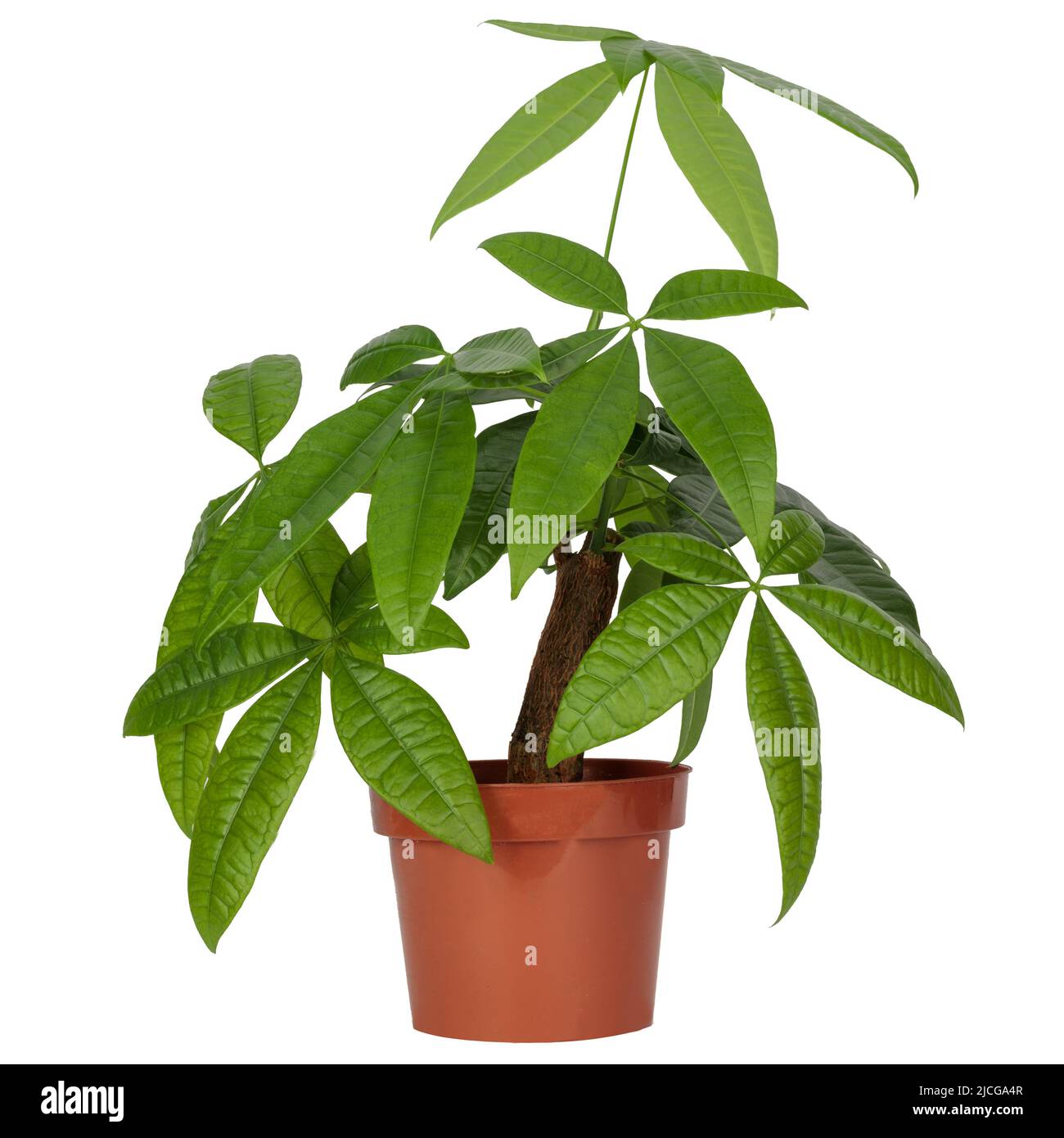 Pachira aquatica (châtaigne de goyave, arbre d'argent) plante dans un pot  noir sur fond blanc. Isloated Photo Stock - Alamy