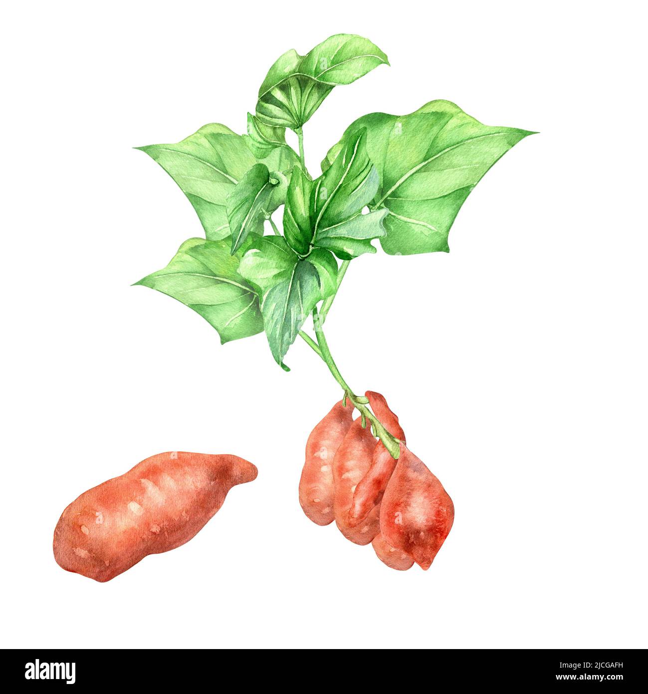 Illustration aquarelle du Bush de la patate douce sur fond blanc. Batata cru de légumes rouges, rooot, plante de jardin peinte à la main. Élément design pour le design m Banque D'Images