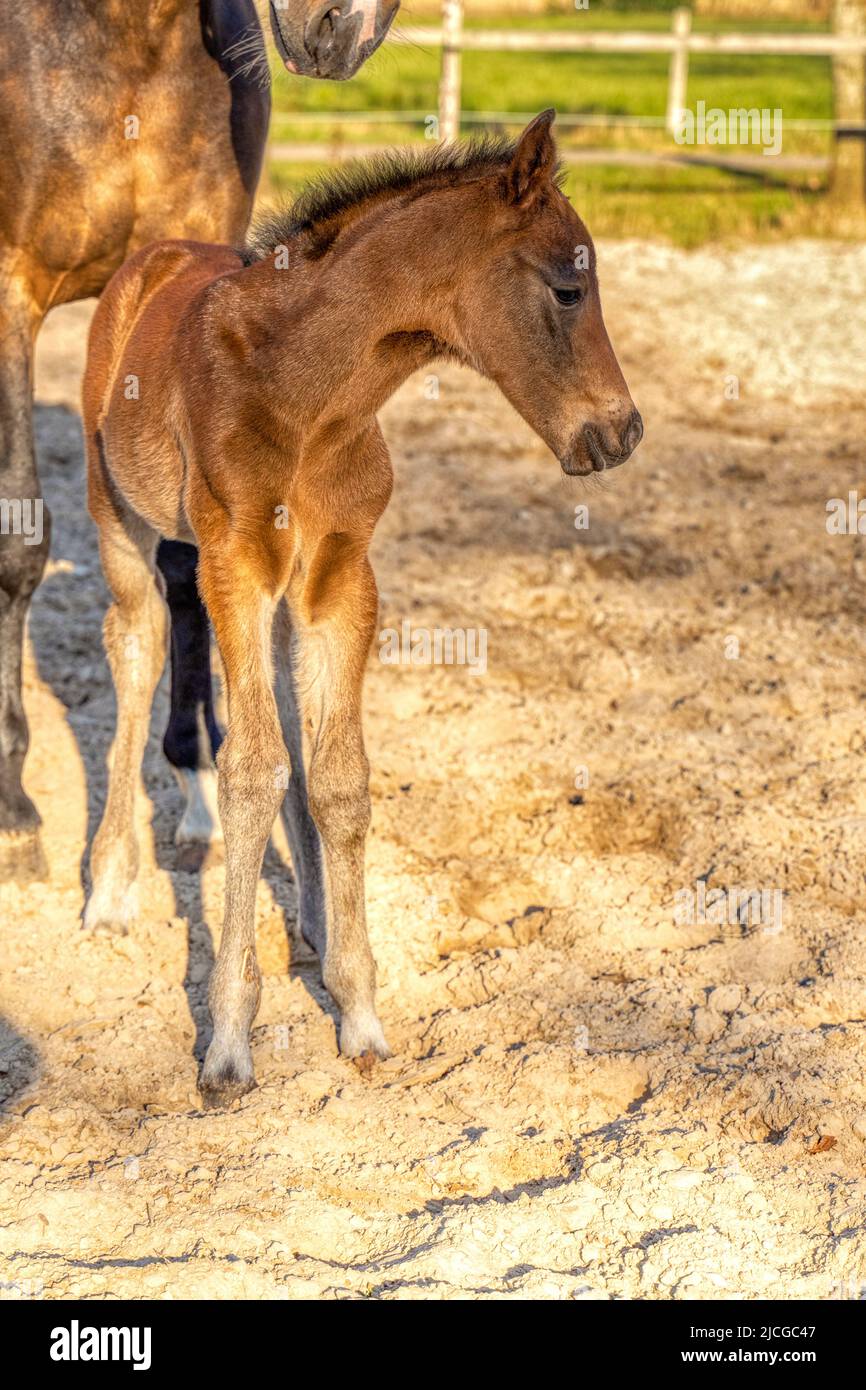 Une semaine de foal brun foncé se tient dehors au soleil avec sa mère. mare avec le halter rouge. WarmBlood, cheval de dressage KWPN. Thèmes animaux, nouveau-né Banque D'Images