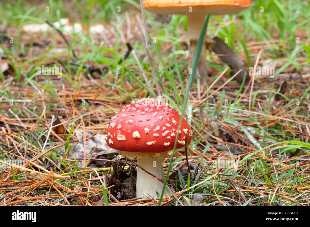 Fly agaric toadstool Banque D'Images