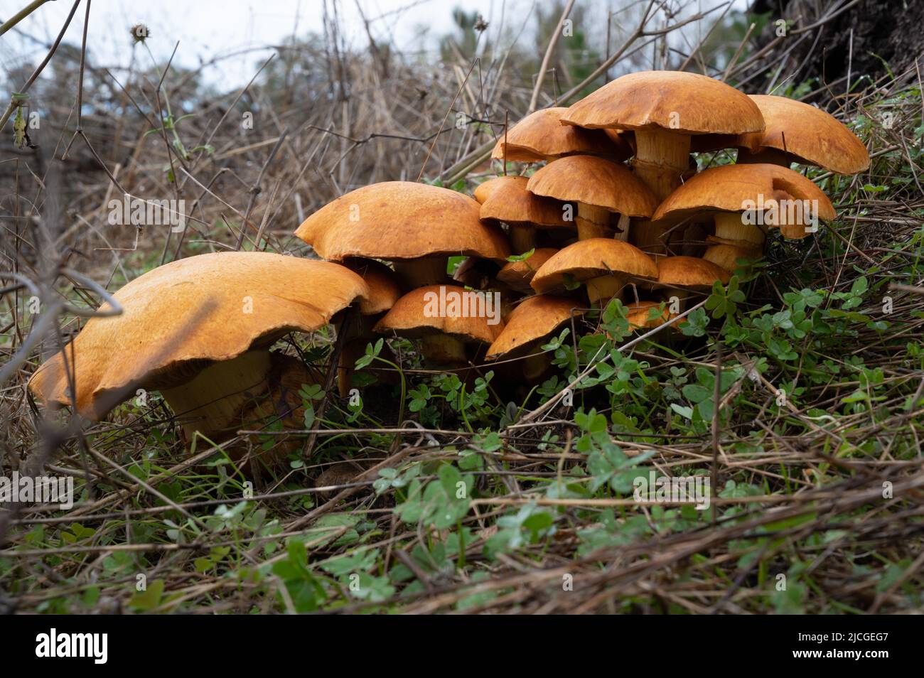 Gymnopilus junonius Banque D'Images