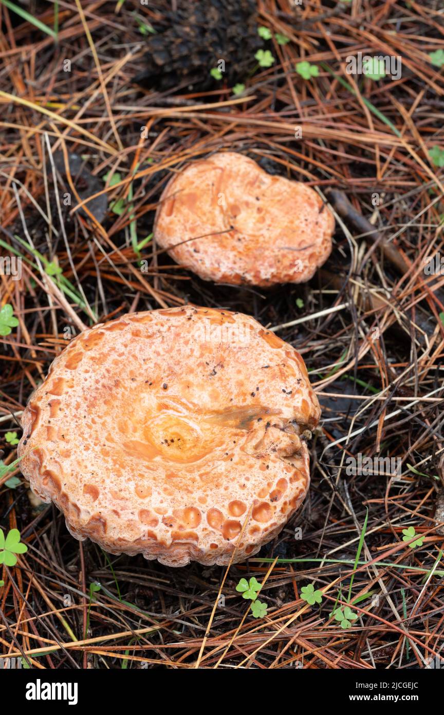 bouchon de lait de safran, champignon de pin rouge Banque D'Images