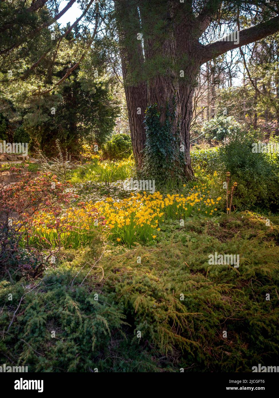 Jonquilles poussant autour de la base d'un grand conifères dans une forêt britannique. Banque D'Images