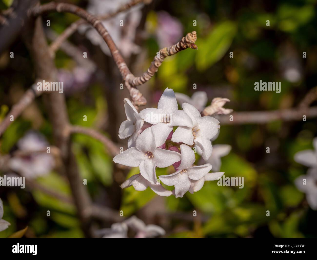 Les fleurs roses de Daphne bolua 'Jacqueline Postill' poussant dans un jardin britannique, en hiver. Banque D'Images