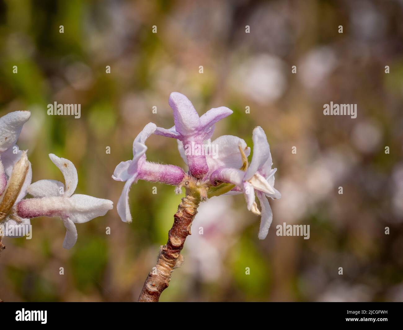 Les fleurs roses de Daphne bolua 'Jacqueline Postill' poussant dans un jardin britannique, en hiver. Banque D'Images