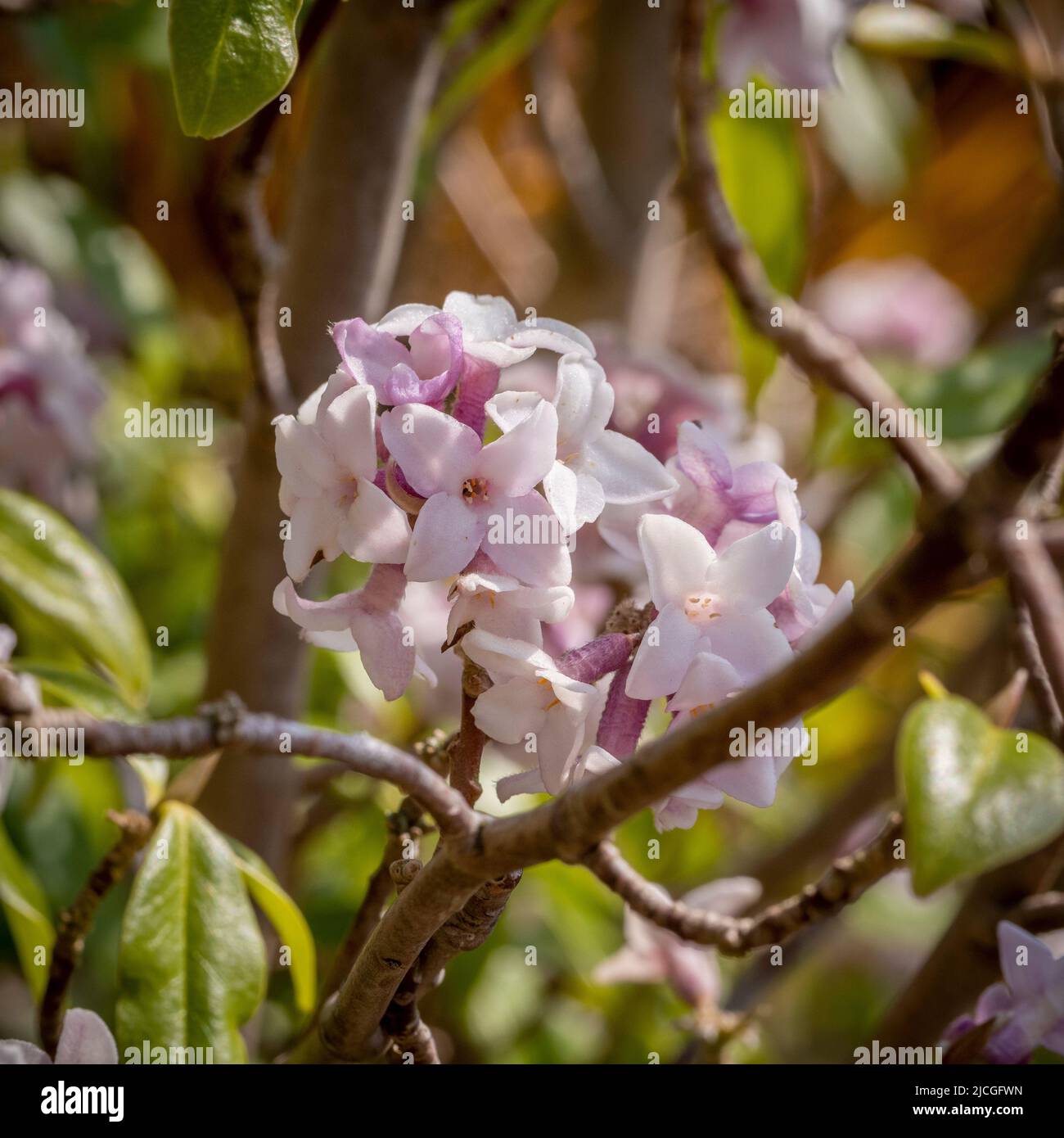 Les fleurs roses de Daphne bolua 'Jacqueline Postill' poussant dans un jardin britannique, en hiver. Banque D'Images