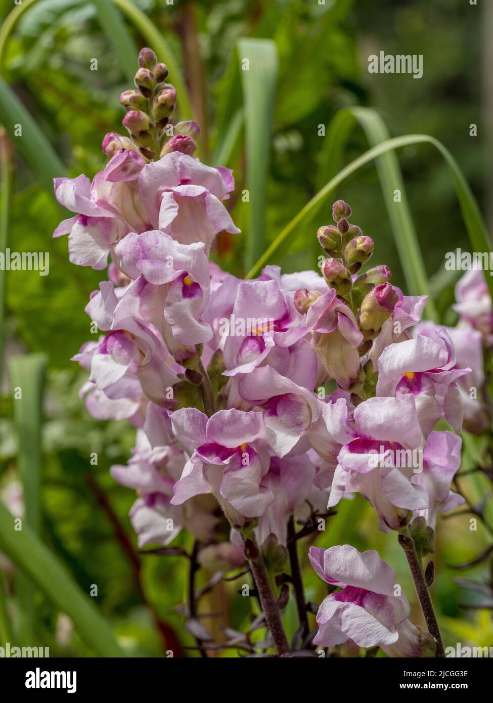 Antirrhinum majus 'Bronze Dragon' croissant dans un jardin britannique. Banque D'Images