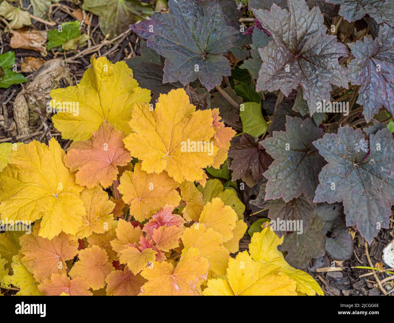 Feuillage en bronze de Heuchera « lueur d'automne » croissant le long du feuillage foncé de Heuchera micrantha « Palace Purple », dans un jardin britannique. Banque D'Images