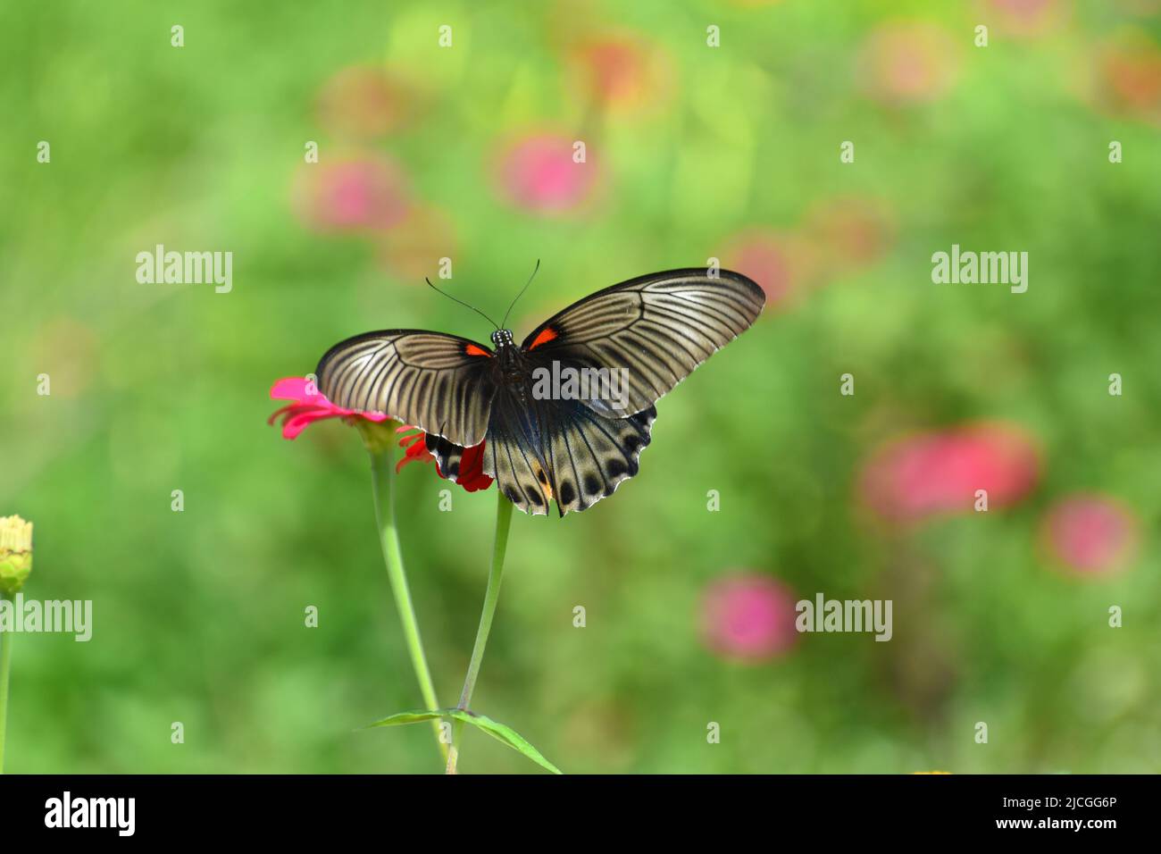 Un grand papillon mormon femelle visitant la fleur de zinnia avec un arrière-plan flou. Banque D'Images