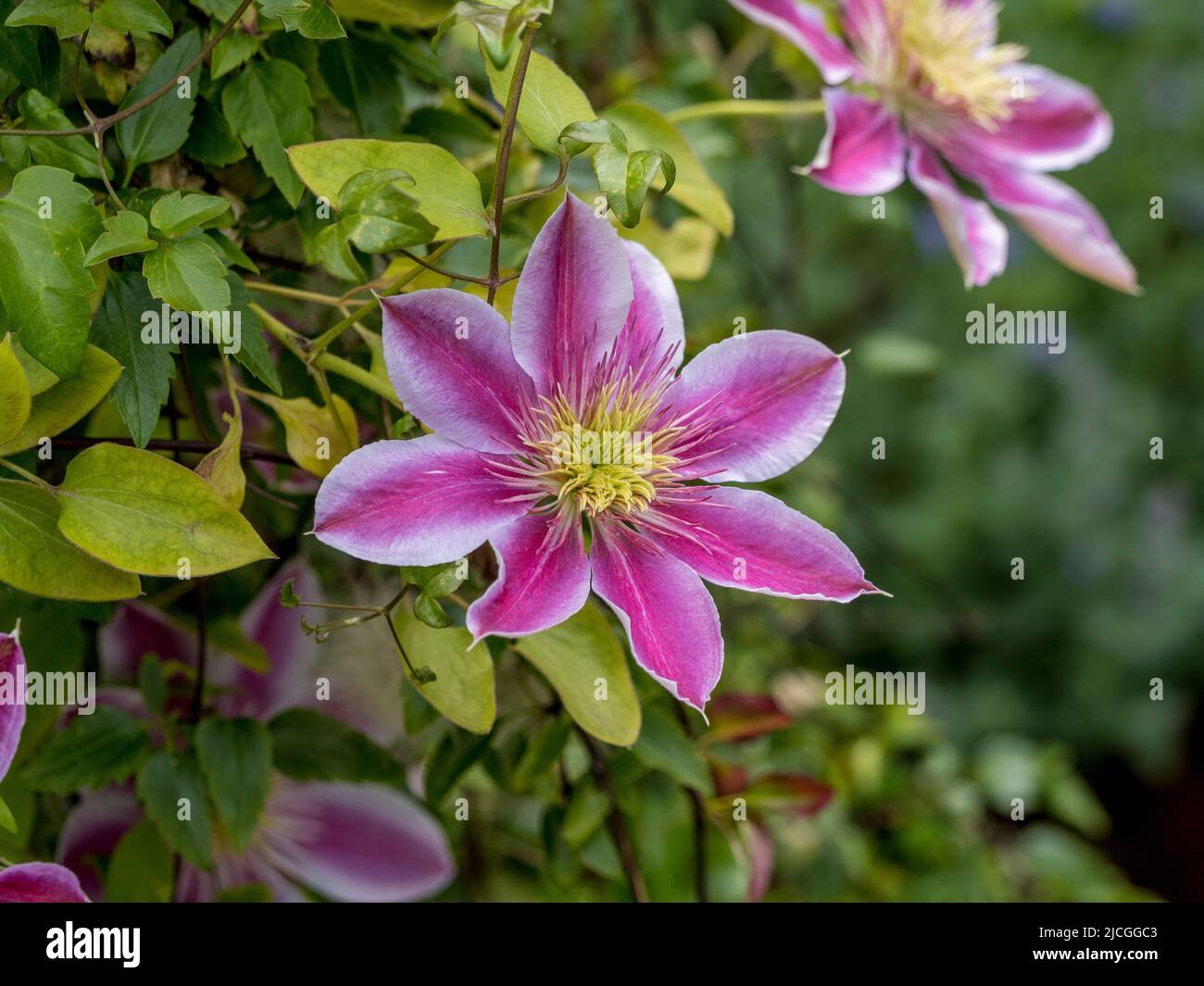 Gros plan d'une fleur semi-double Clematis Josephine qui pousse dans un jardin britannique. Banque D'Images