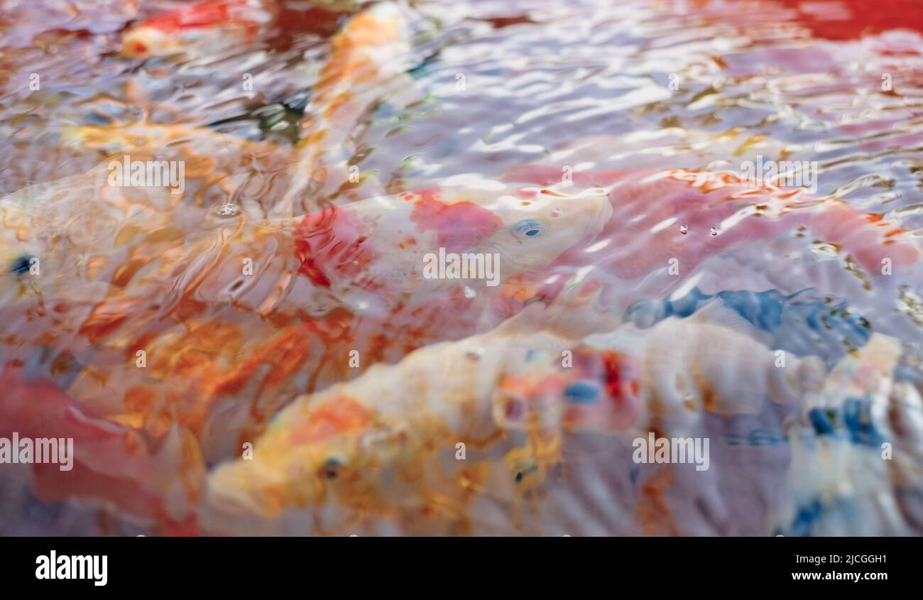 Gros plan de poissons Koï colorés populaires AKA Nishikigoi variétés de Carp sous l'eau claire et rippée. Mise au point sélective. Banque D'Images