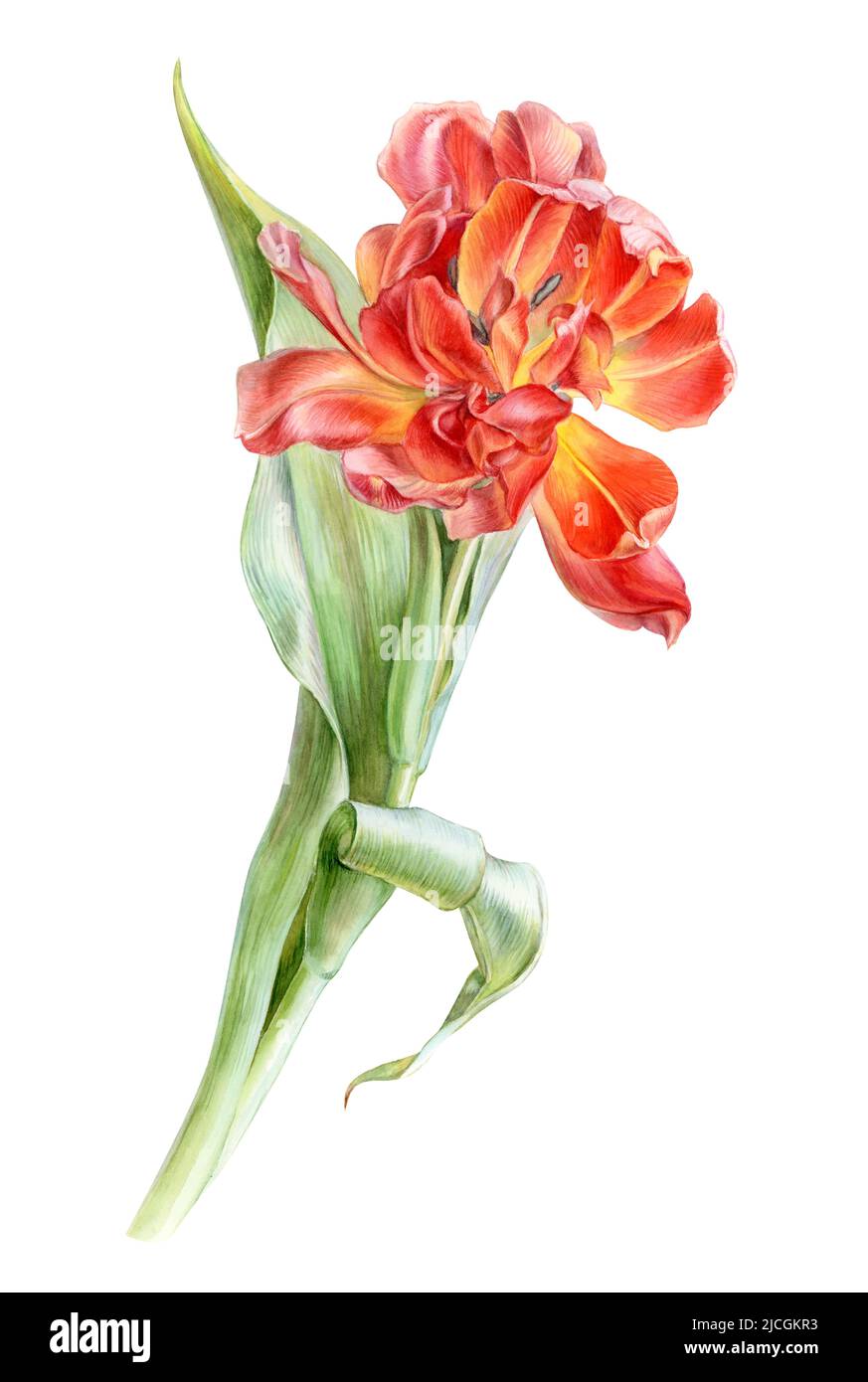 Illustration d'aquarelle de tulipe rouge sur fond blanc Banque D'Images