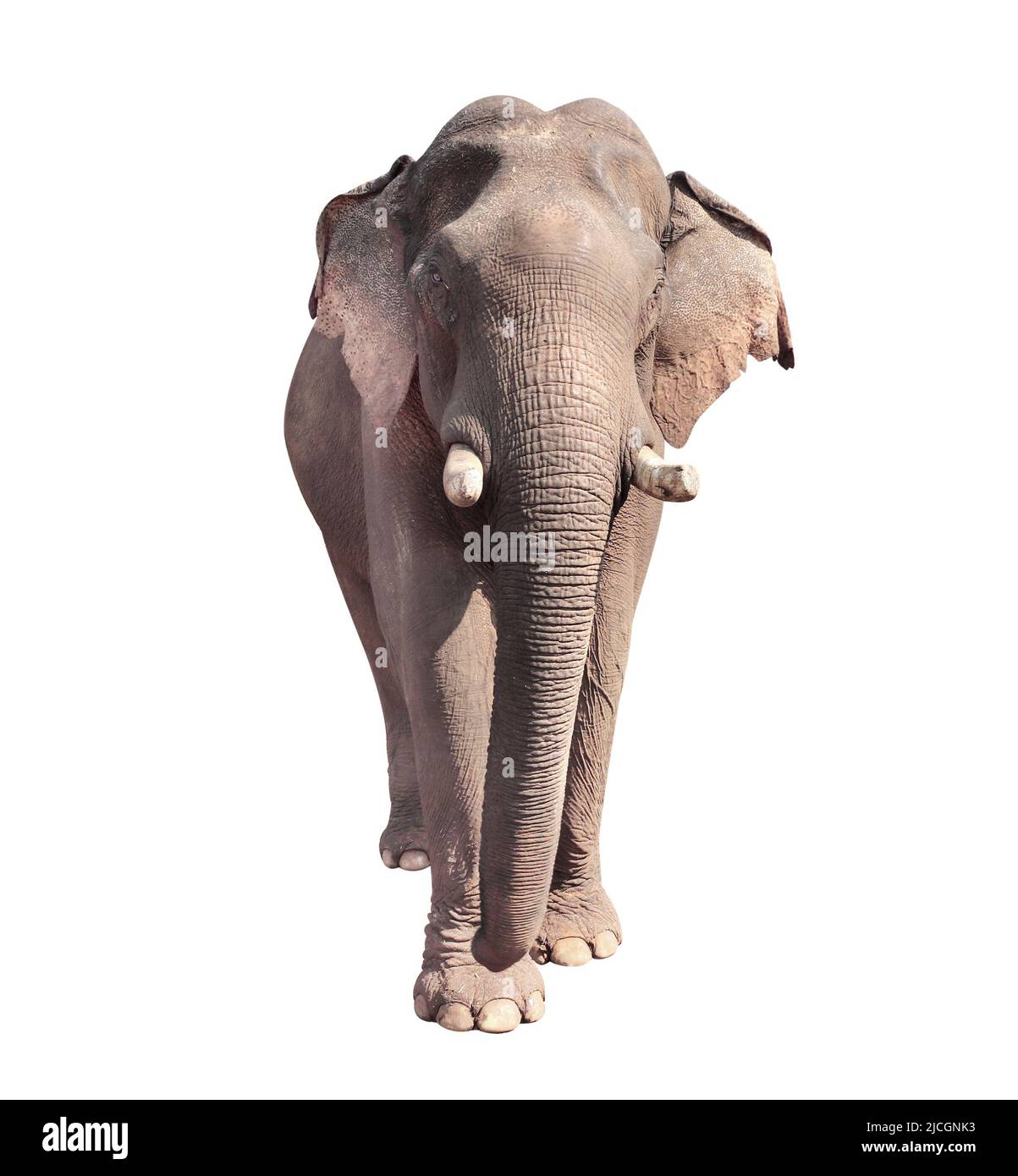 Éléphant de marche (Elepha maximus). Isolé sur fond blanc Banque D'Images