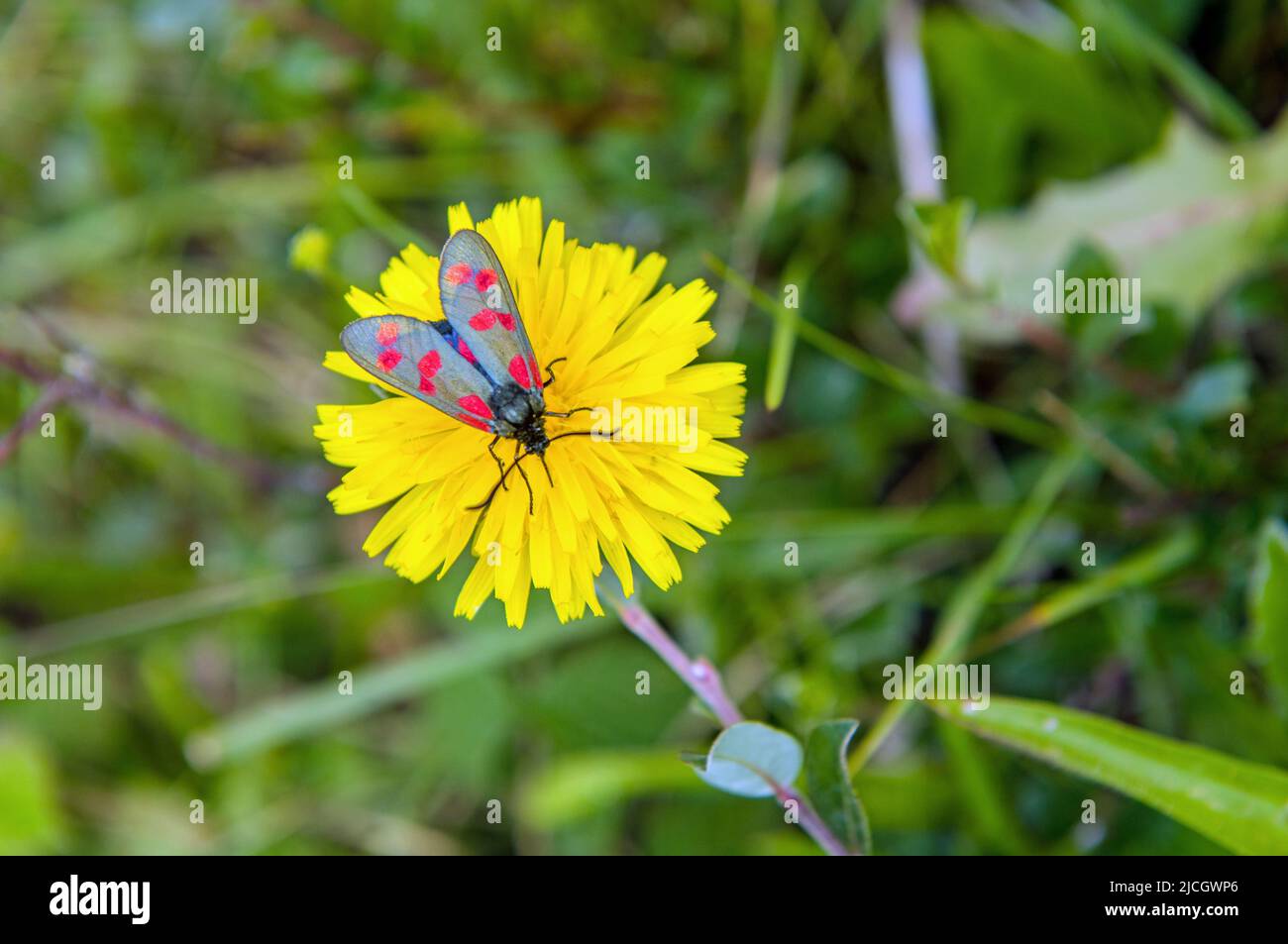 Six Spot Burnett Moth on Mouse ear Hawkweed dans la réserve naturelle de Kenfig, au sud du pays de Galles, en juin Banque D'Images