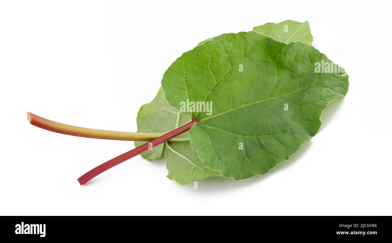 Feuilles de Rhubarb fraîches isolées sur blanc Banque D'Images