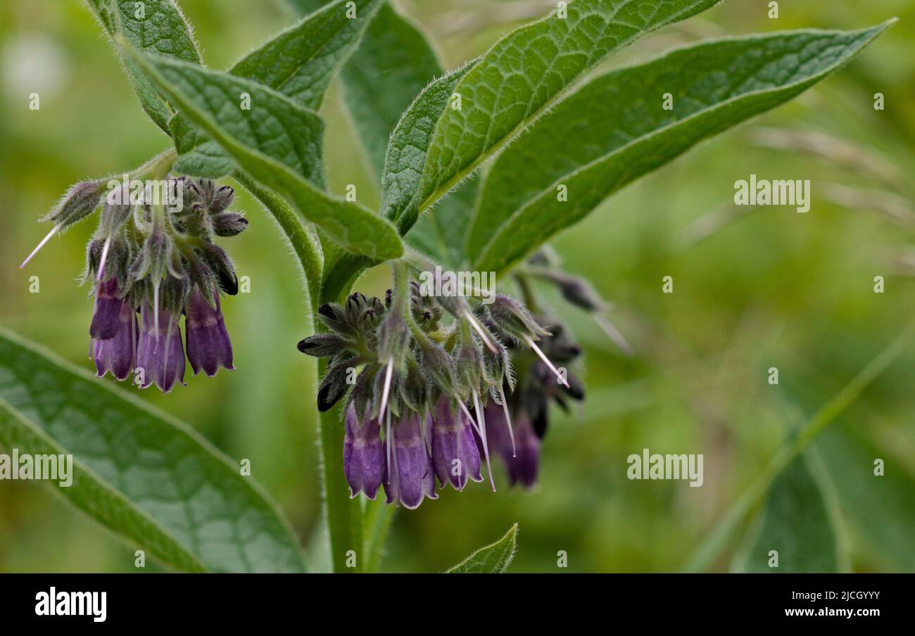 Comfrey commun (symphytum officinale) Banque D'Images