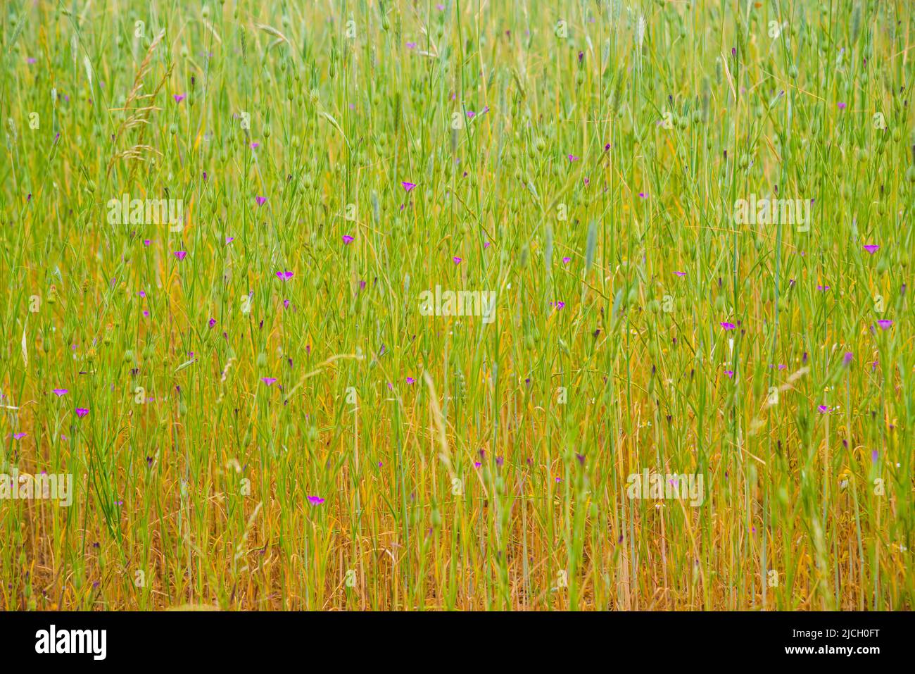 Oreilles de blé et fleurs sauvages. Banque D'Images