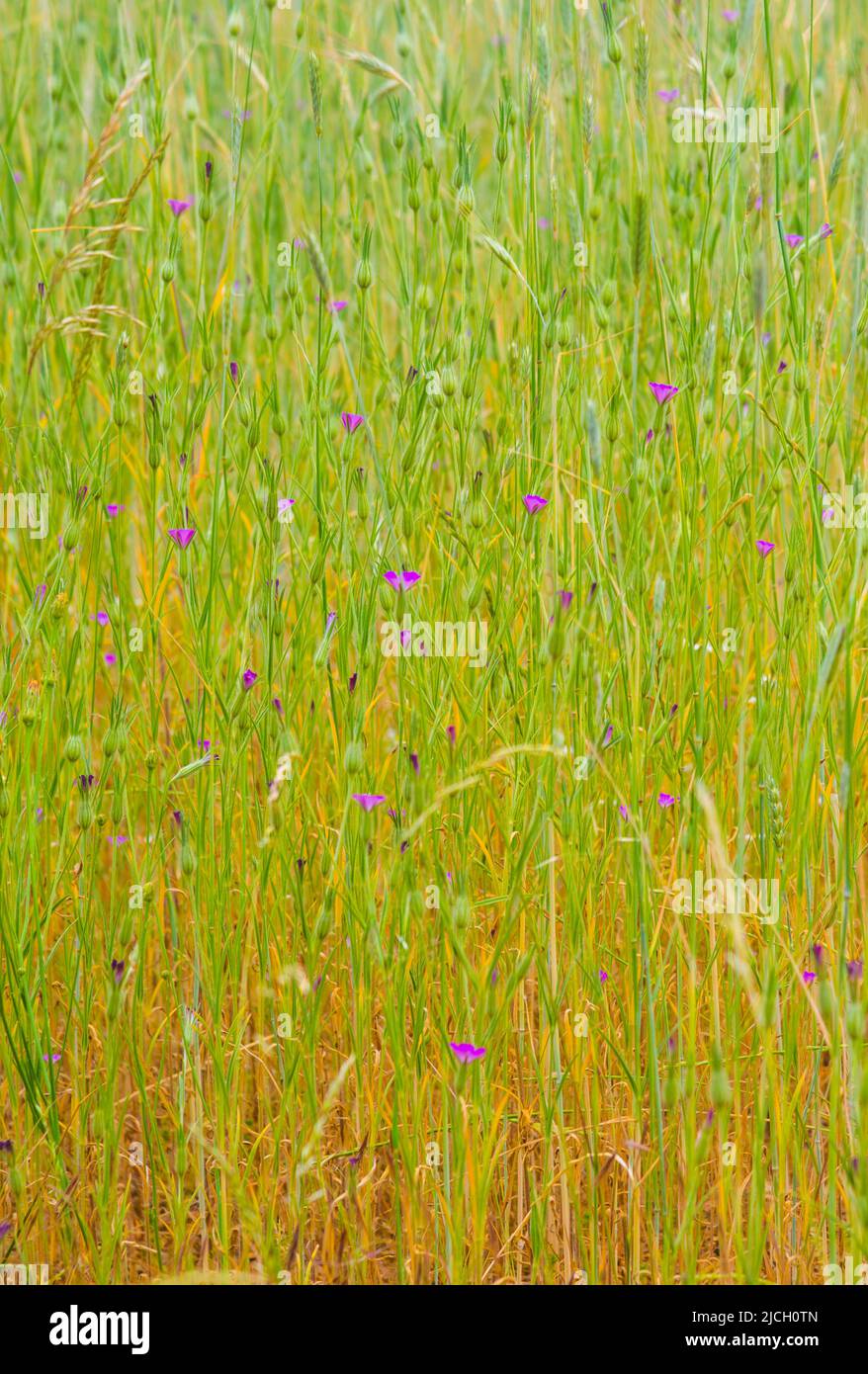 Oreilles de blé et fleurs sauvages. Banque D'Images