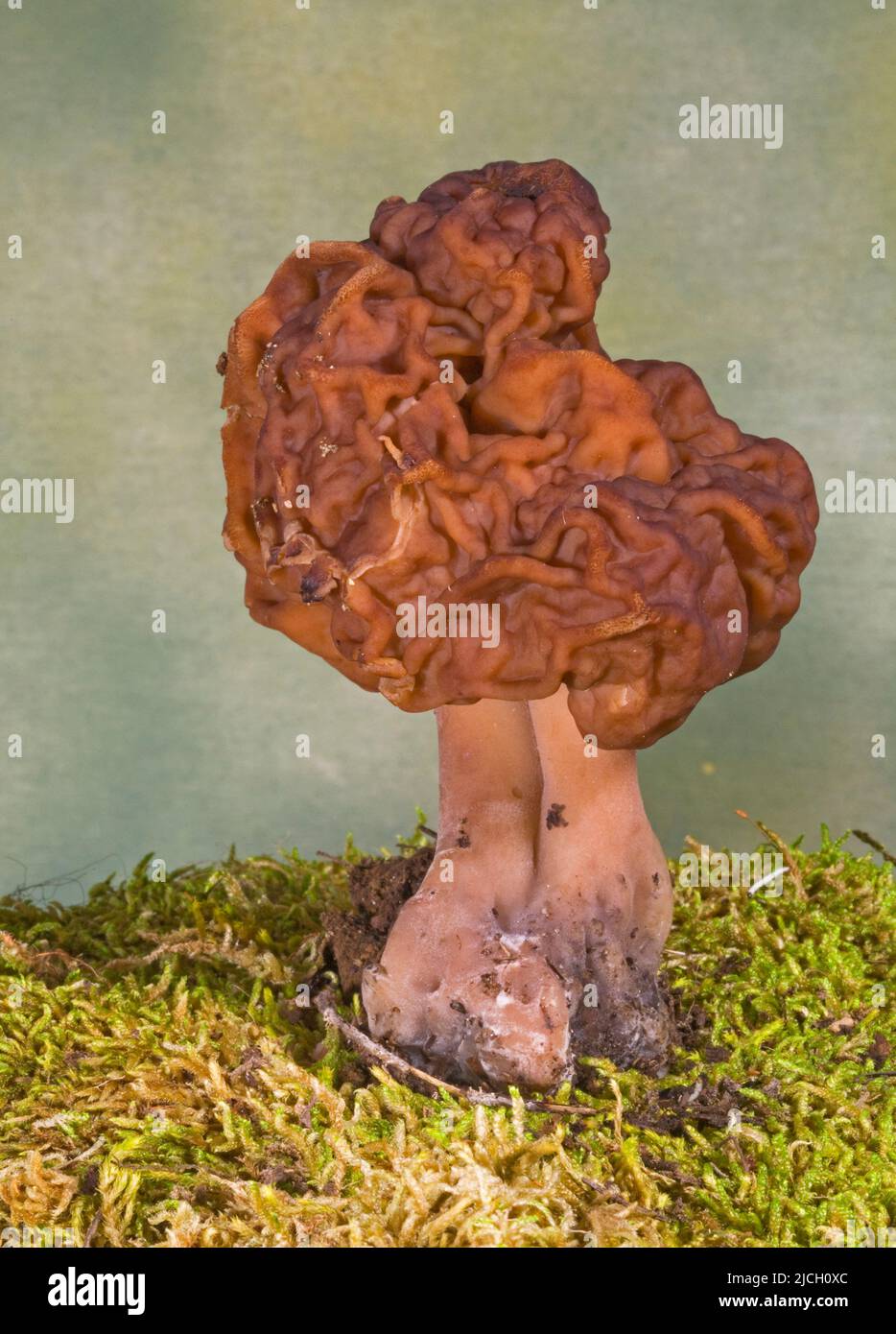 Gyromitra esculenta, également connu sous le nom de faux morel, est un champignon toxique, non-édfible. Banque D'Images