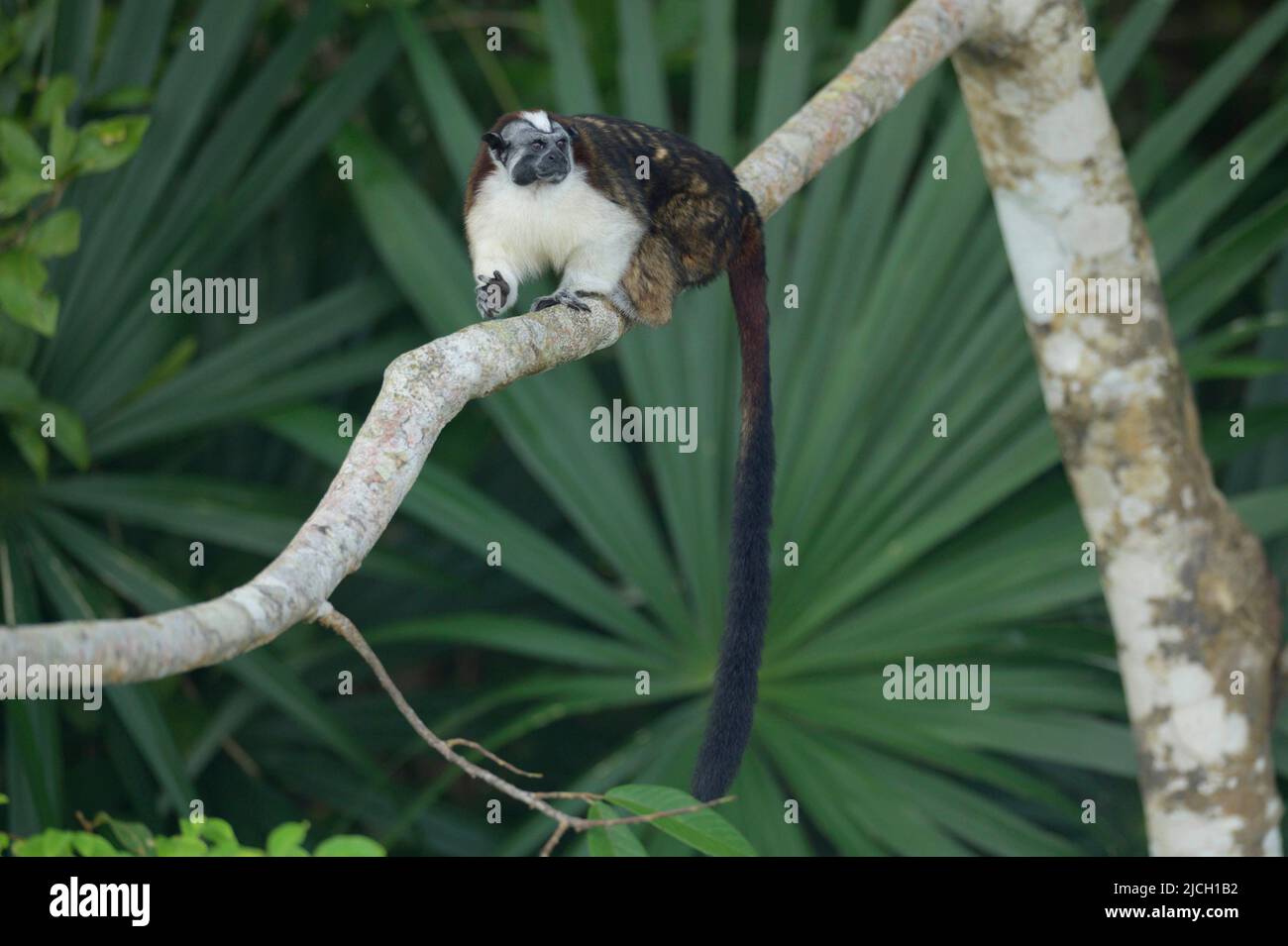 Un singe de tamarin de Geoffrey se trouve à l'extérieur de la forêt pluviale des plaines du Panama Banque D'Images