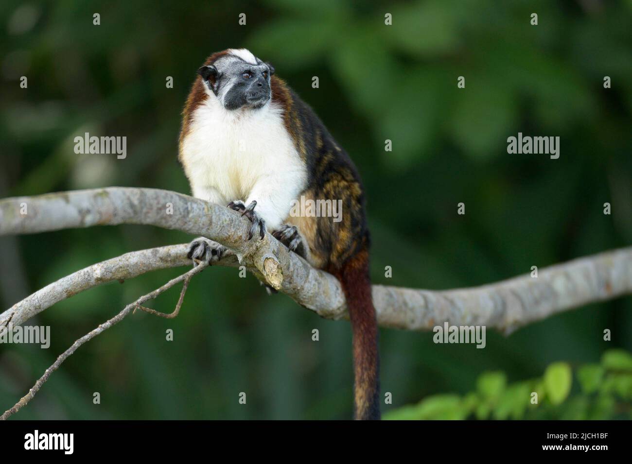 Un singe de tamarin de Geoffrey se trouve à l'extérieur de la forêt pluviale des plaines du Panama Banque D'Images