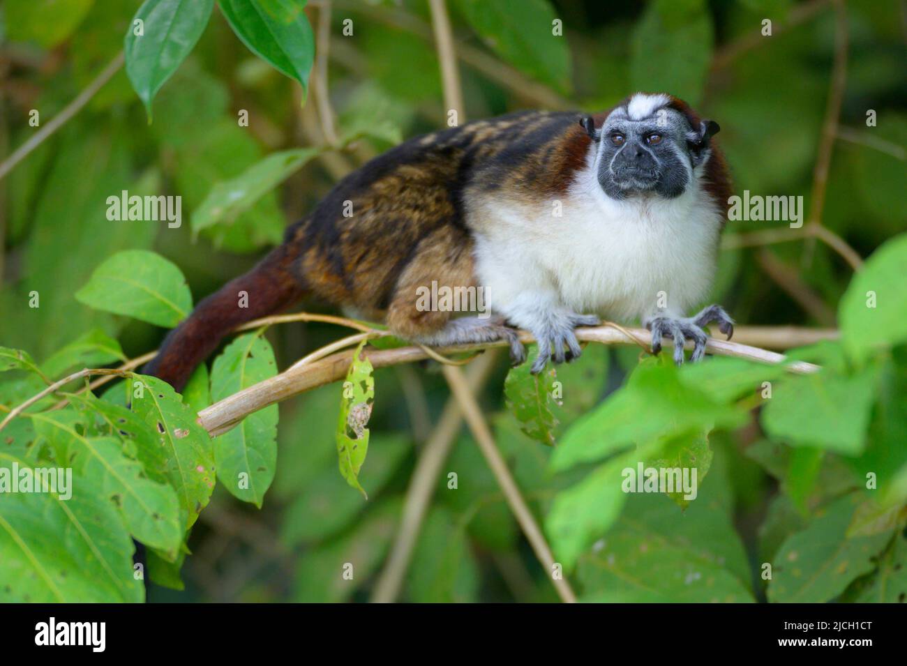 Un singe de tamarin de Geoffrey se trouve à l'extérieur de la forêt pluviale des plaines du Panama Banque D'Images