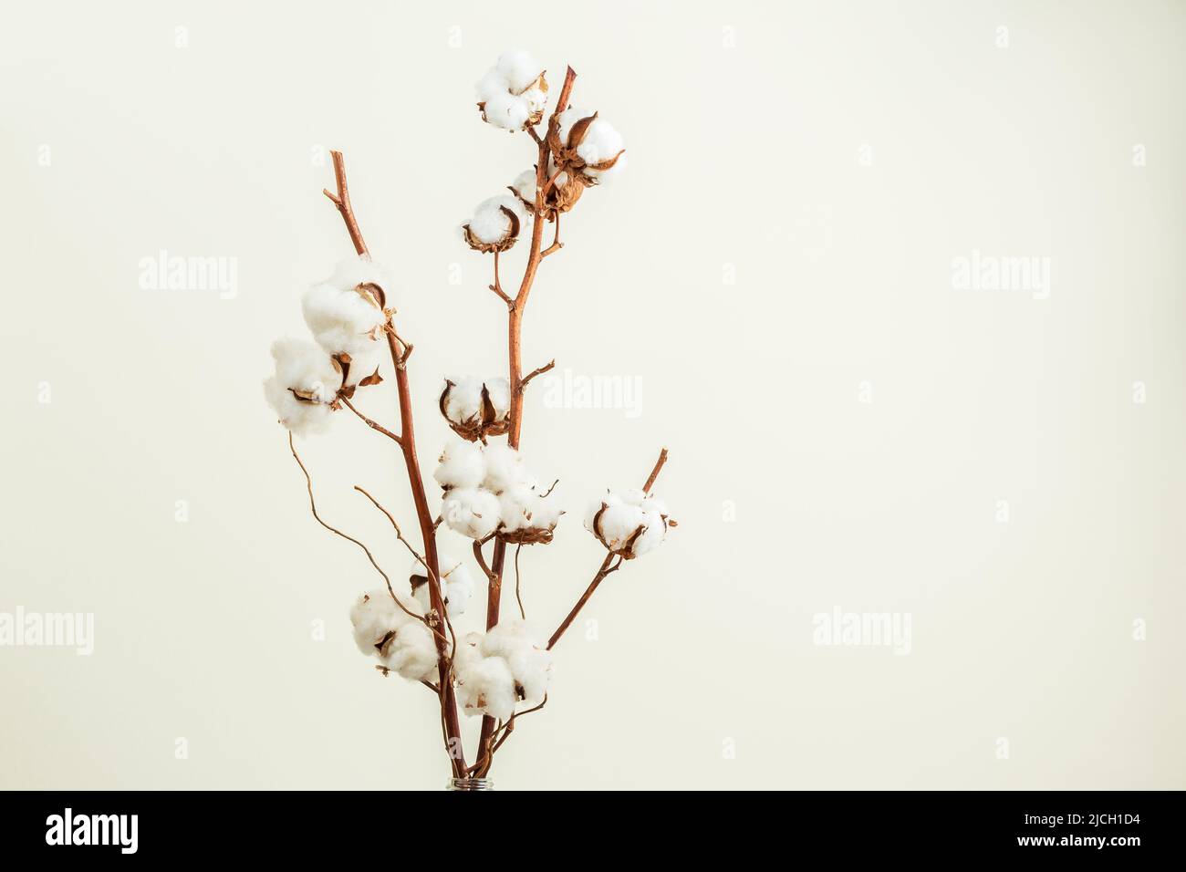 Bouquet de branches de fleurs de coton sur fond beige clair Banque D'Images