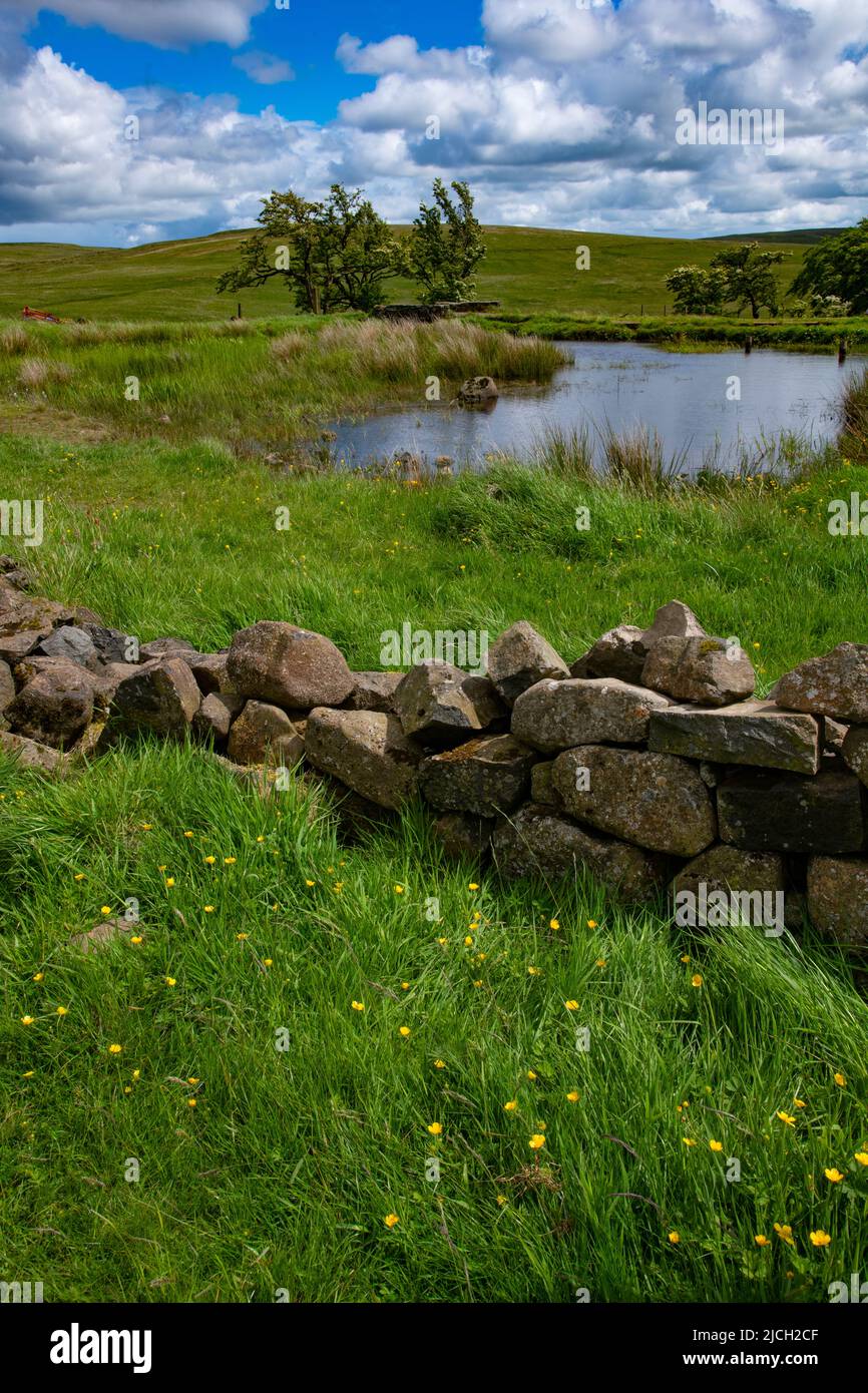 Divis Mountain Walk sur les montagnes surplombant Belfast, Irlande du Nord Banque D'Images