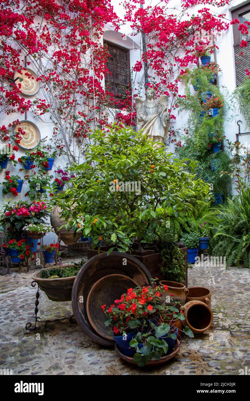Patio lleno de plantas y flores en primavera, Cordoue, España. Banque D'Images
