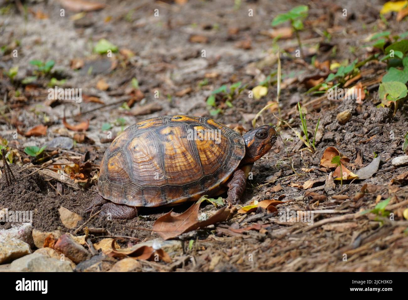 Eastern Box Turtle, en caroline du Nord, couvrant ses œufs après les avoir pondus dans une cour de Caroline du Nord. Banque D'Images