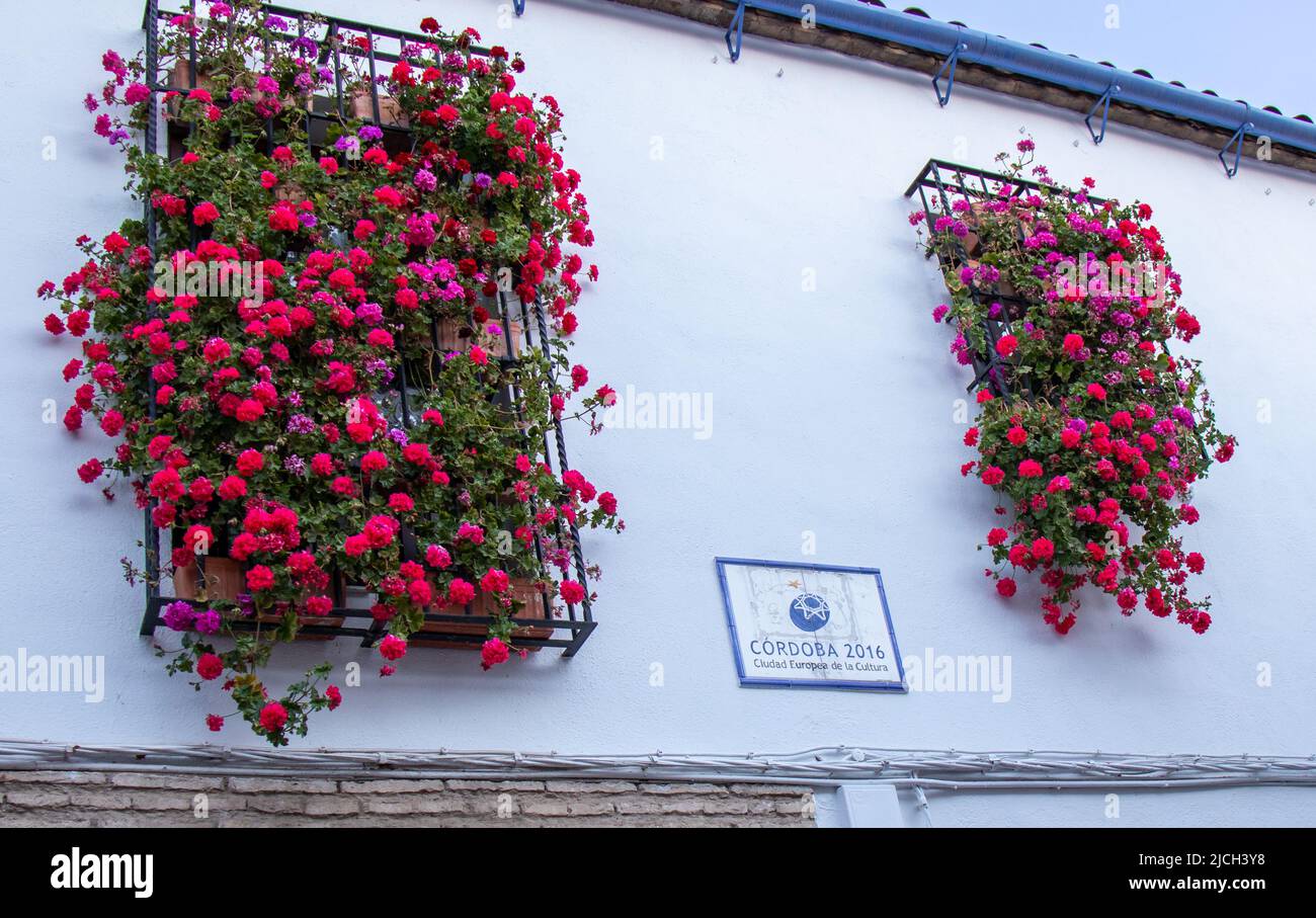Balcones llenos de flores en primavera, Cordoue, Espagne Banque D'Images