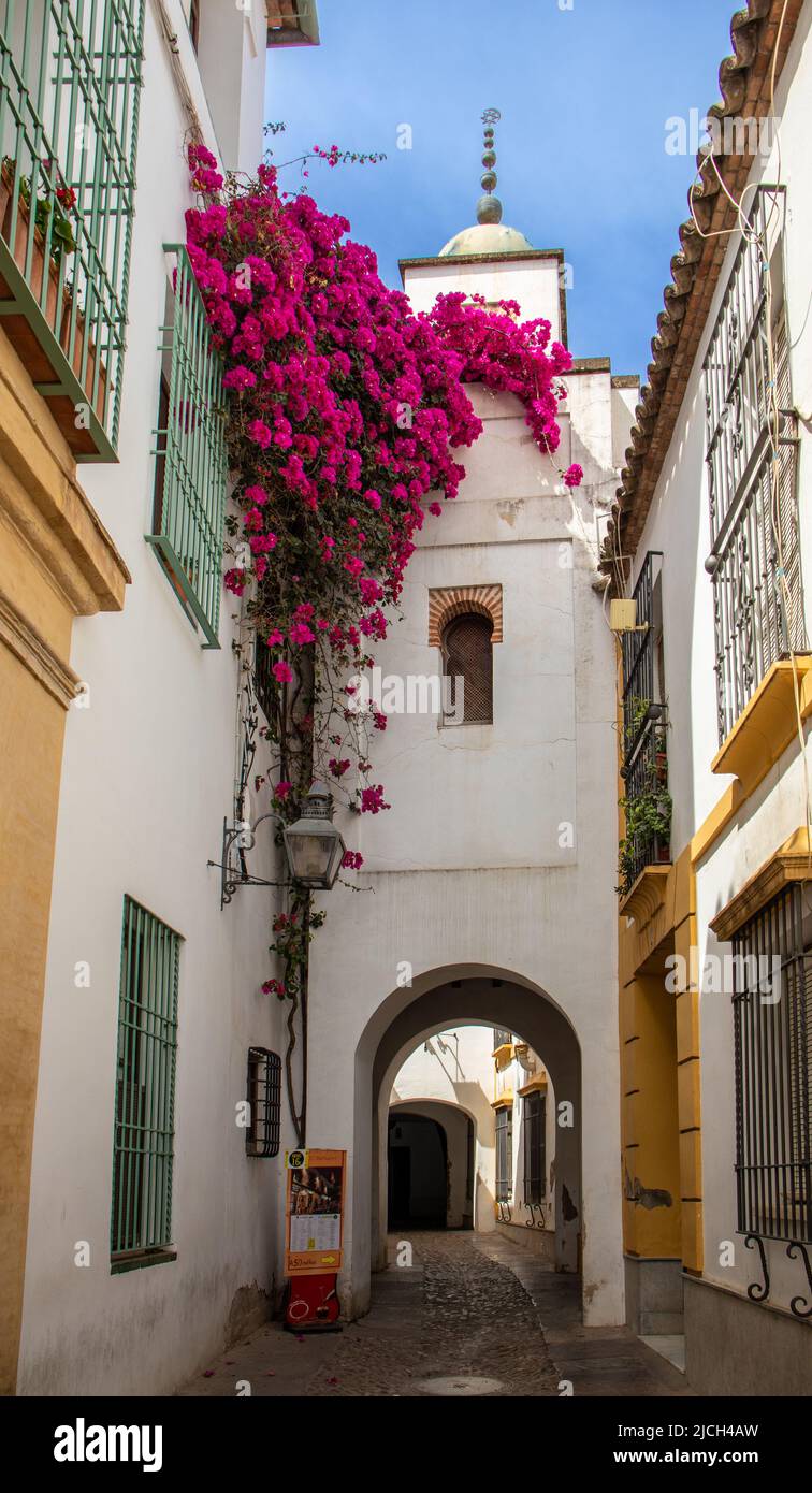 Rincón de la judería de Córdoba con una espectacular buganvilla, España Banque D'Images