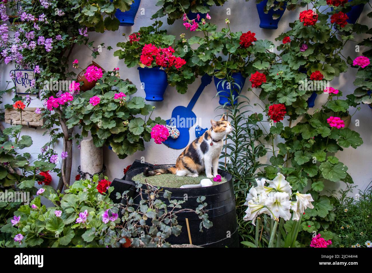 Gato en un barril observando las flores en un patio en primavera, Cordoue, España Banque D'Images